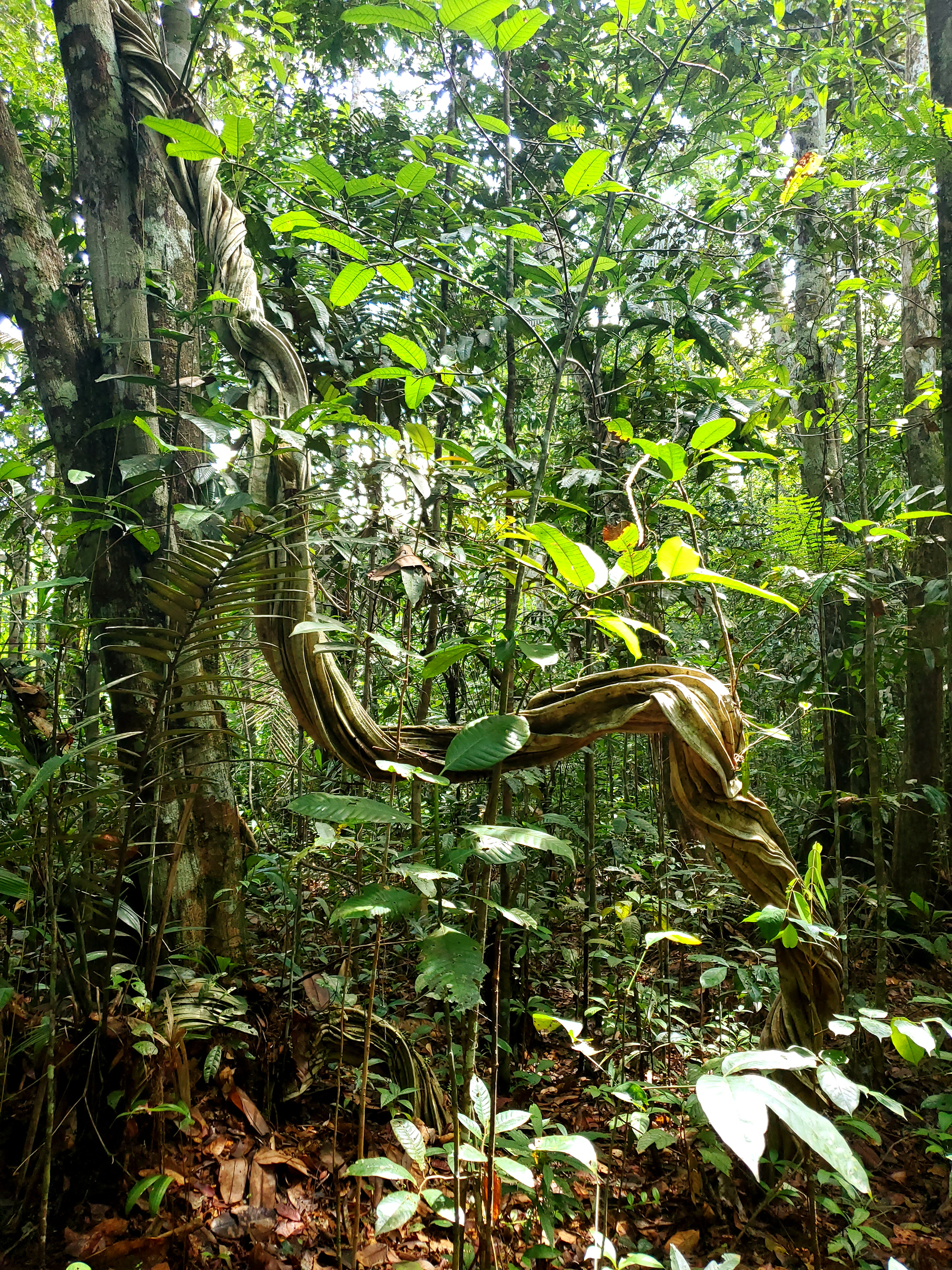 Ayahuasca Tree in Jungle Peru