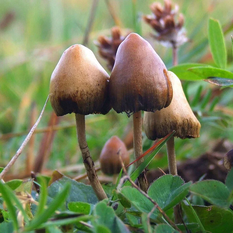 The mushroom experience project - A comparative study of psilocybin species