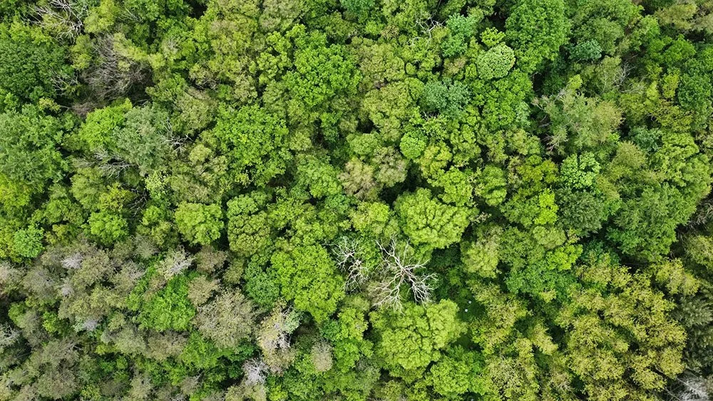 Participation in an indigenous Amazonian-led ayahuasca retreat associated with increases in nature relatedness – a pilot study (2024)