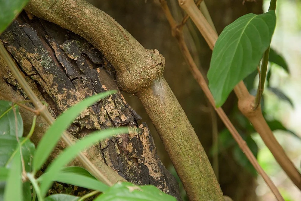 Can ayahuasca reduce inattention, hyperactivity and impulsivity? A pilot study (2023)