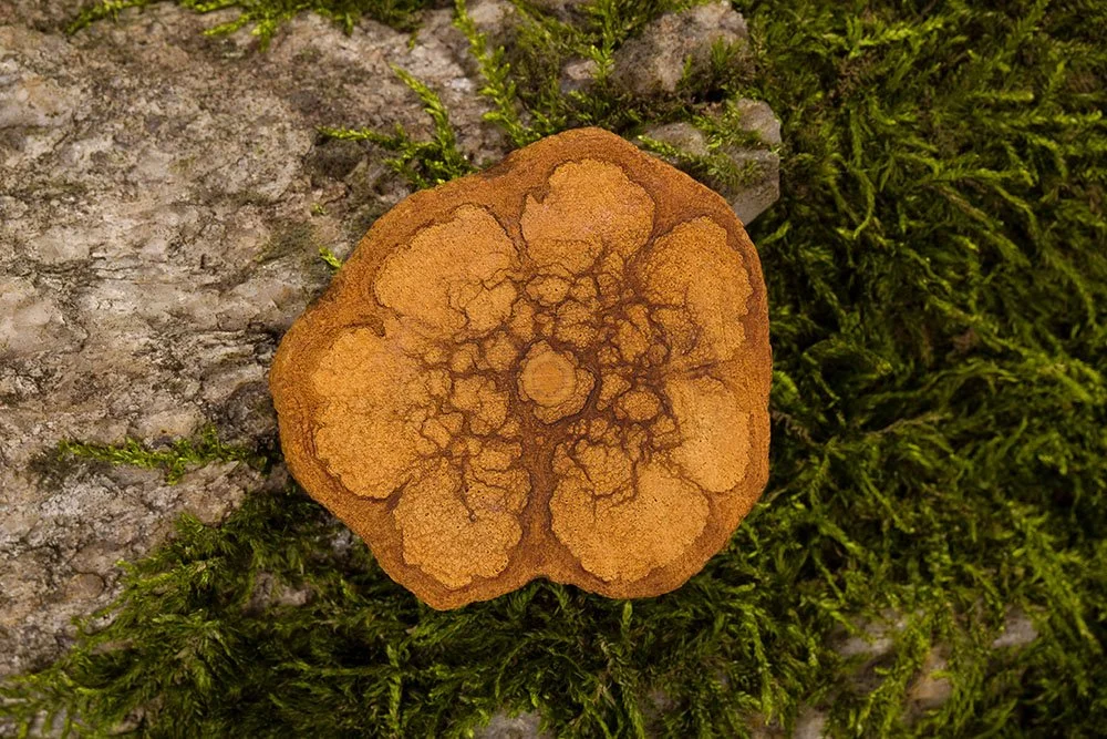 Ayahuasca – a review of historical, pharmacological, and therapeutic aspects (2023)