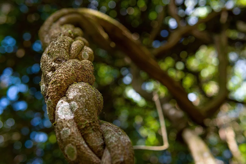 Ayahuasca (in Psychedelics as Psychiatric Medications, 2023)