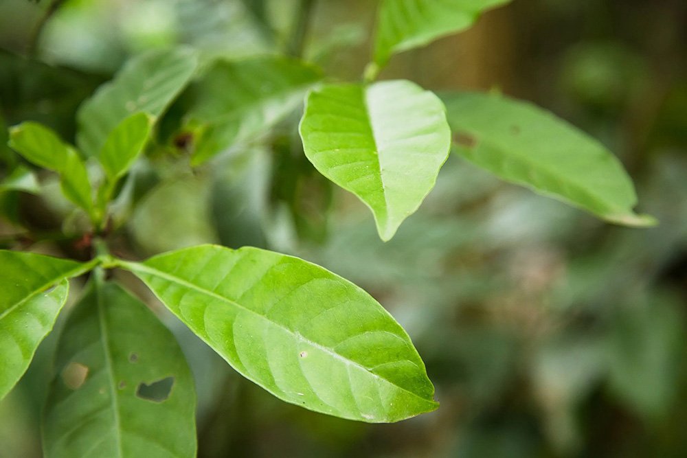 Psychotherapeutic and neurobiological processes associated with ayahuasca: A proposed model and implications for therapeutic use (2023)