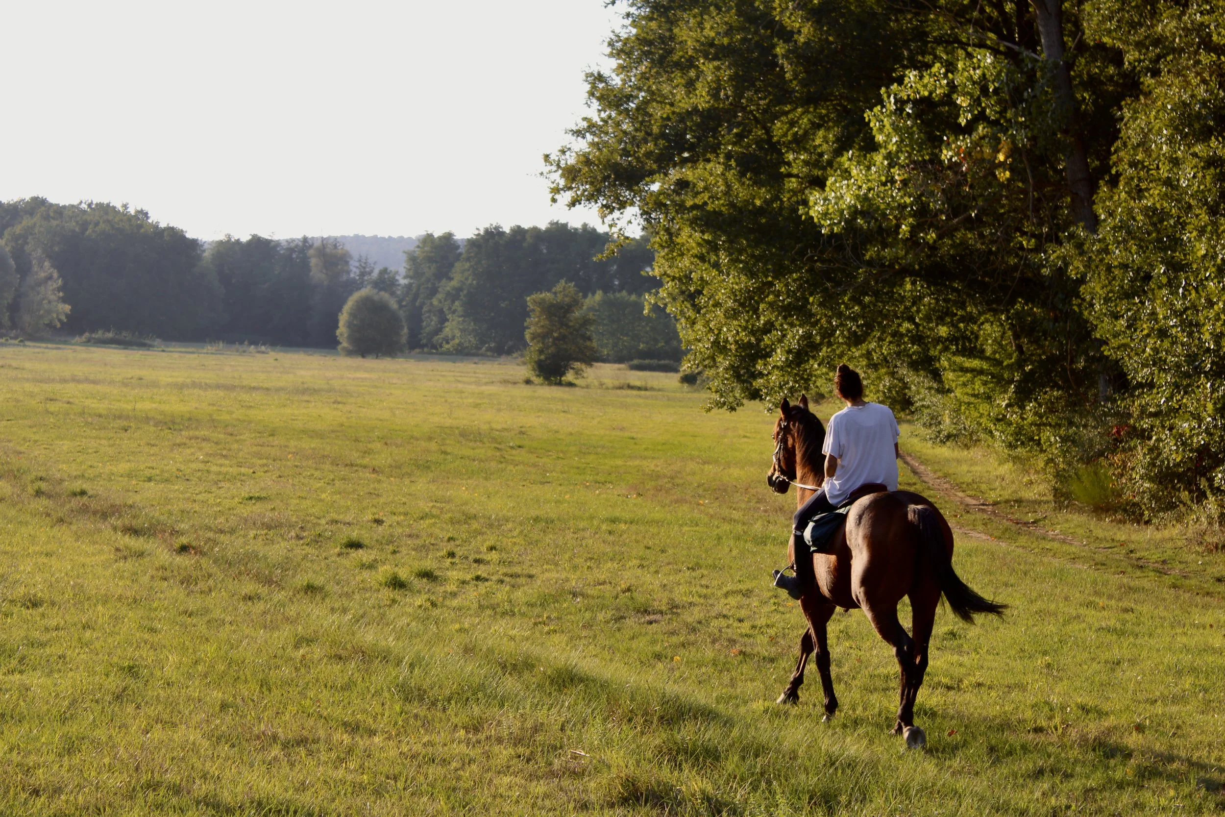 Calcione di horse_02.jpg