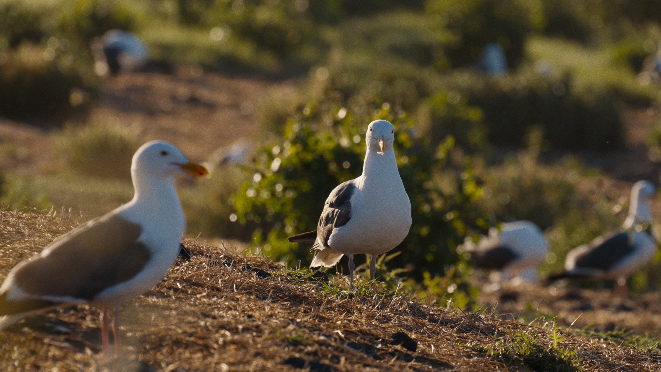 20250328_LOVE BIRDS_STEREO MASTER_PRORES4444.00_18_06_15.Still069.jpg