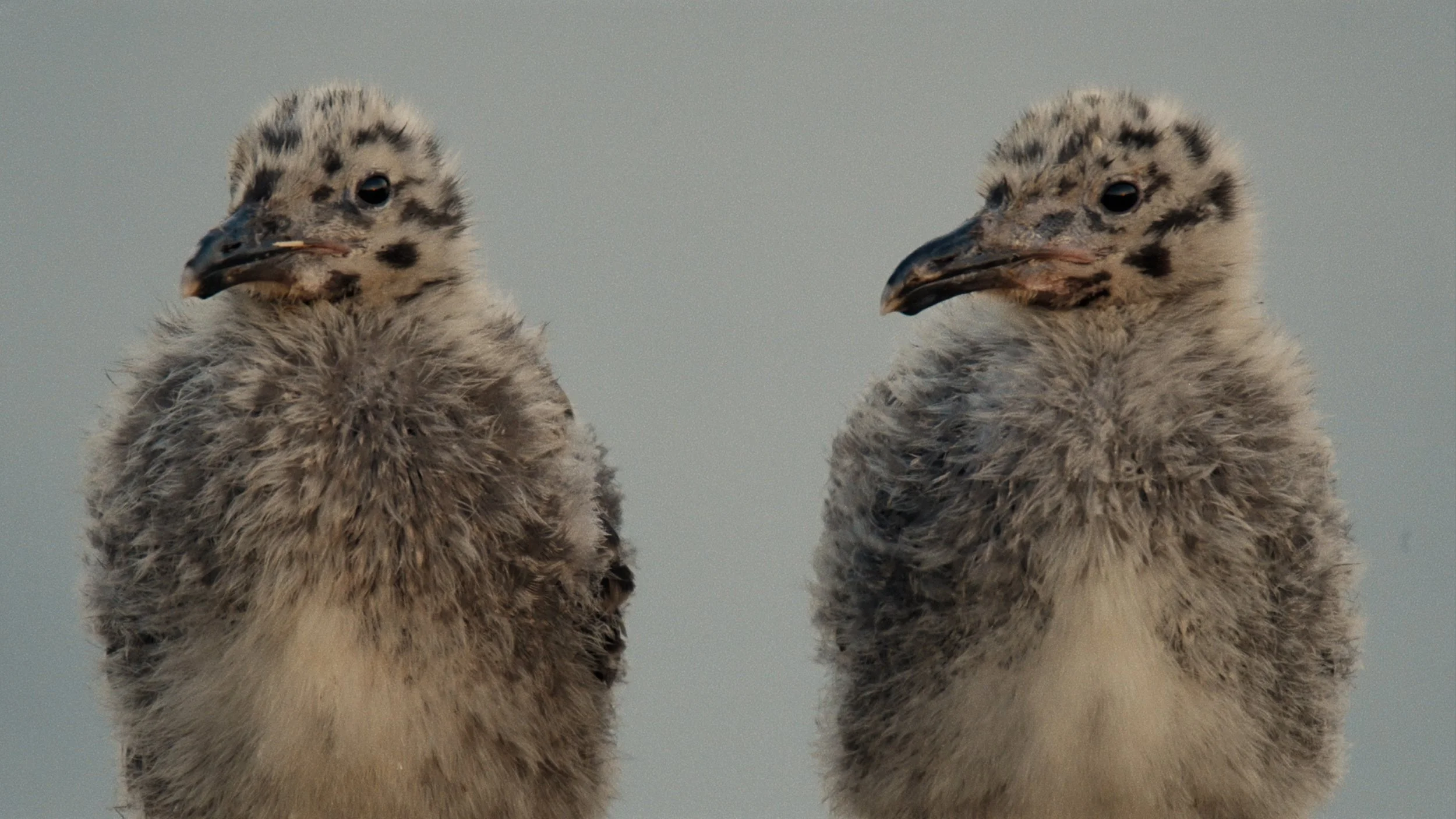 20250328_LOVE BIRDS_STEREO MASTER_PRORES4444.00_09_09_08.Still043.jpg