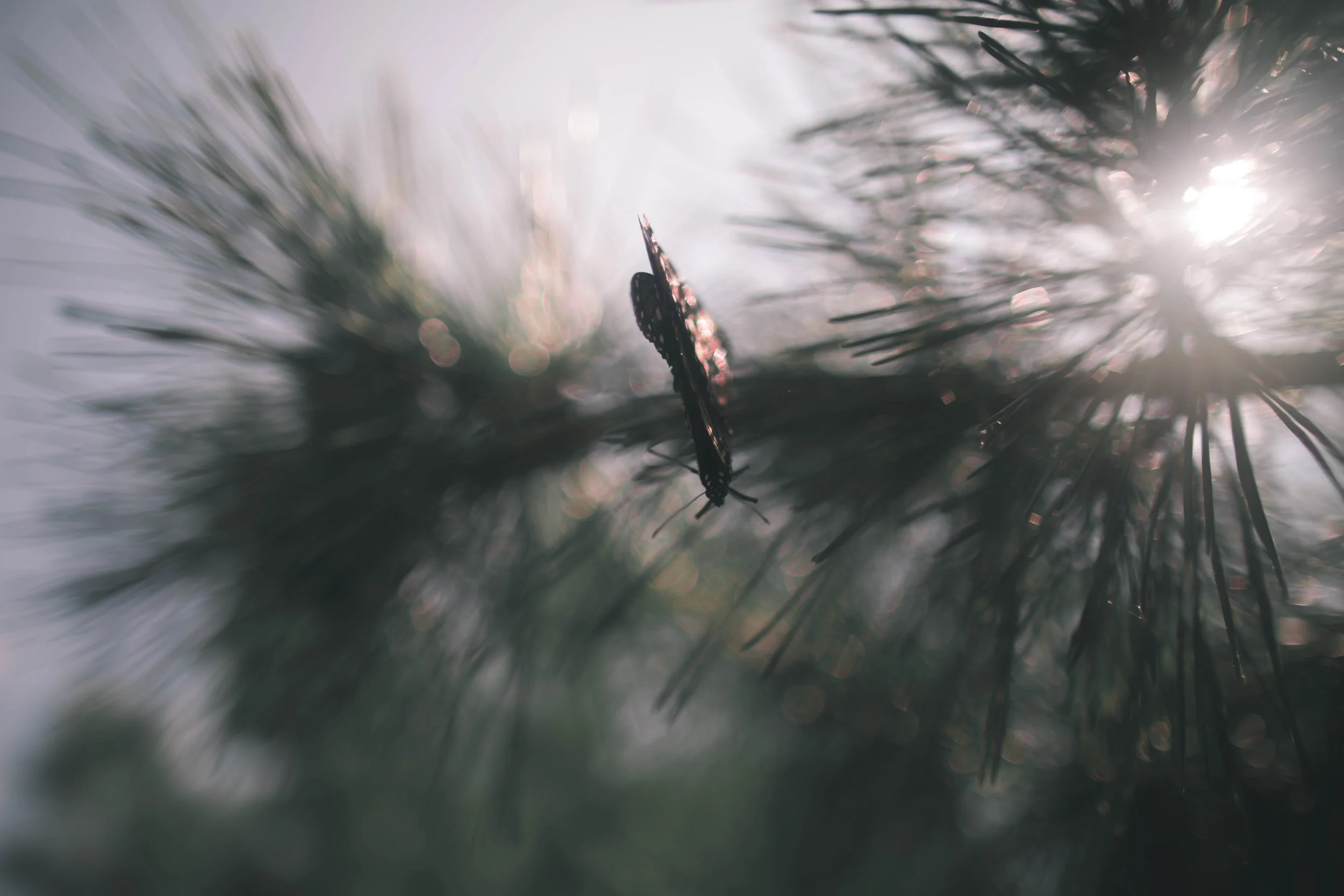 Butterfly Pine