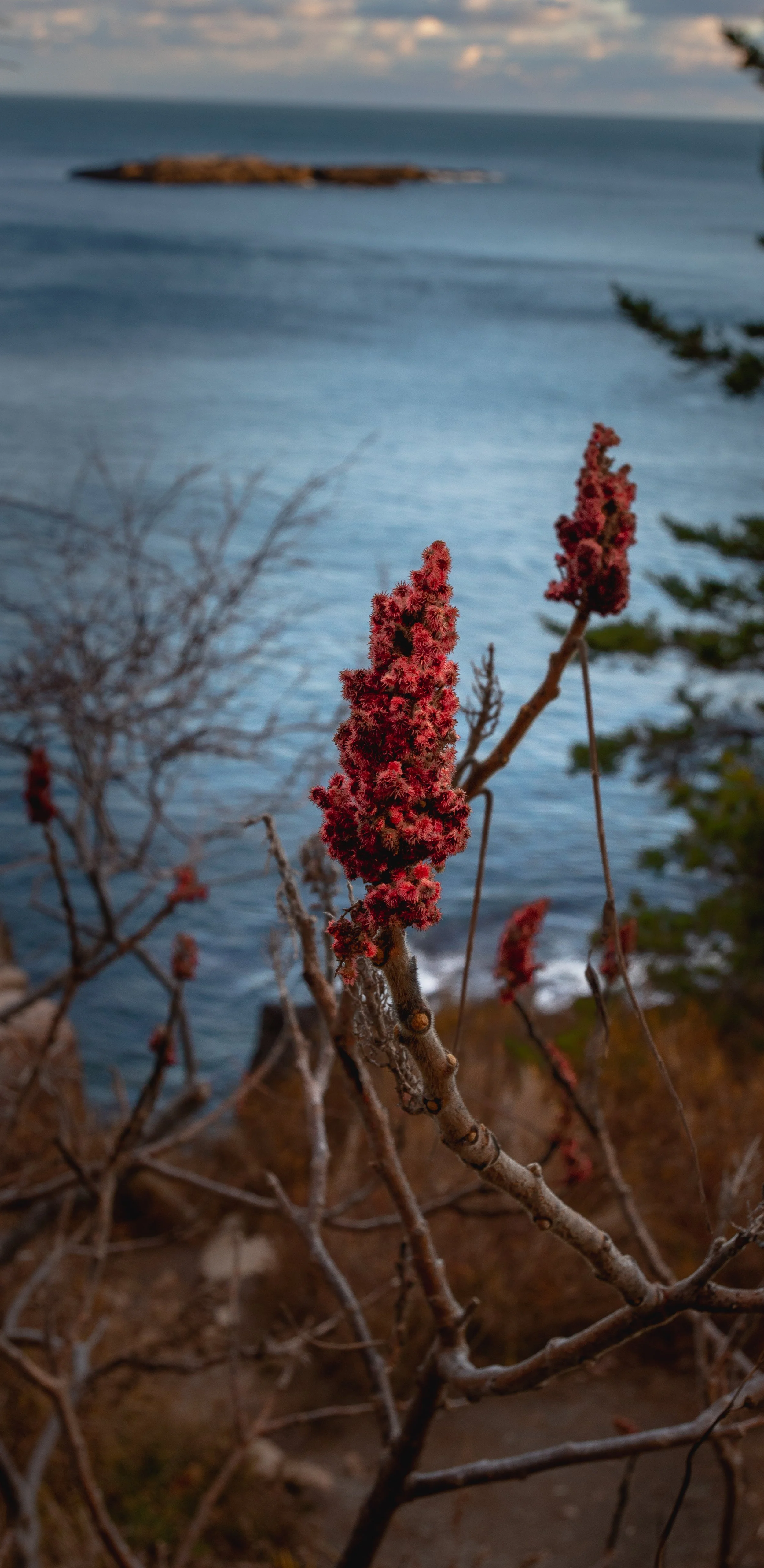 Wabanaki Sumac