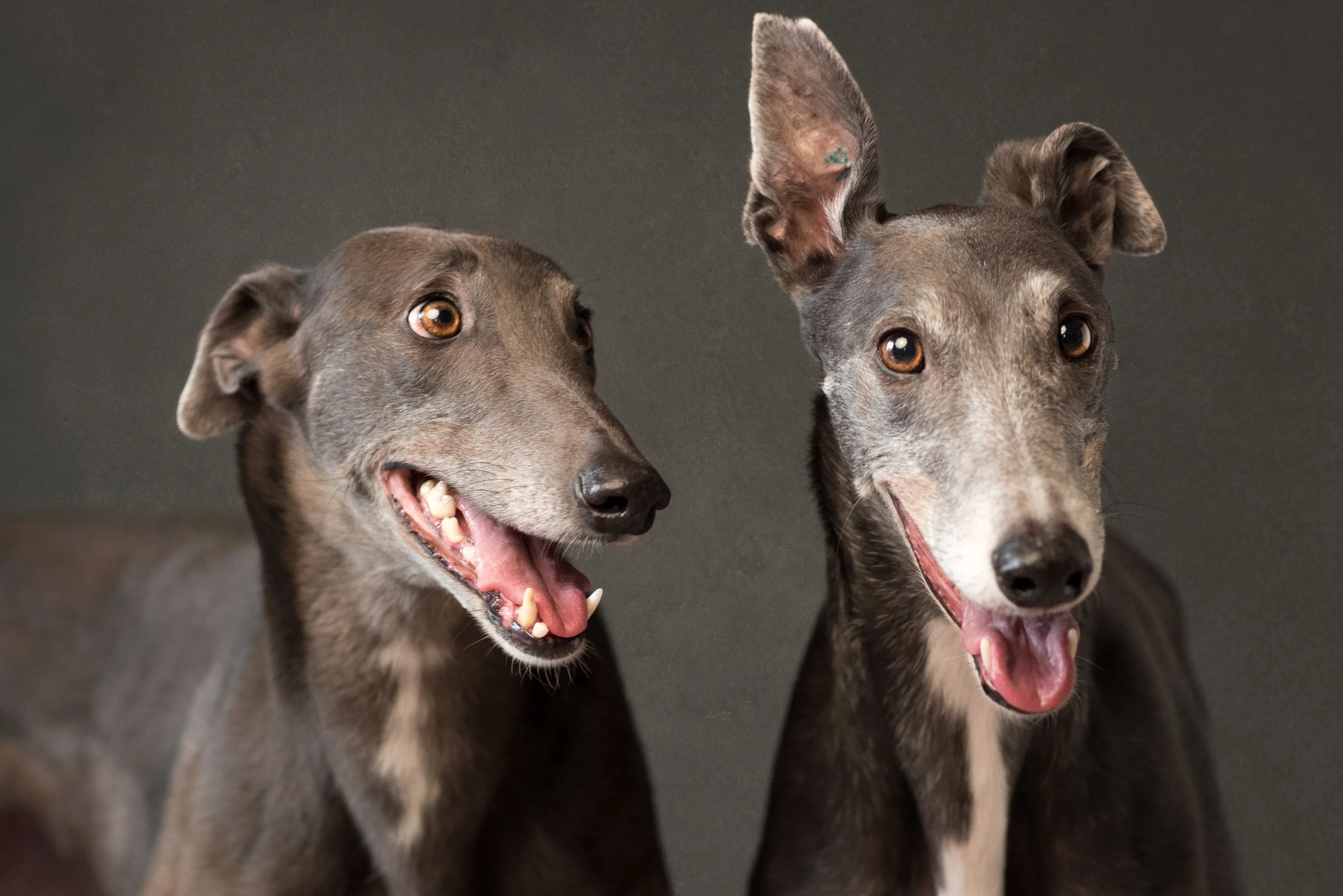 Ritratto due levrieri greyhound — Studio Legacy, Studio Hound Portraits Milano
