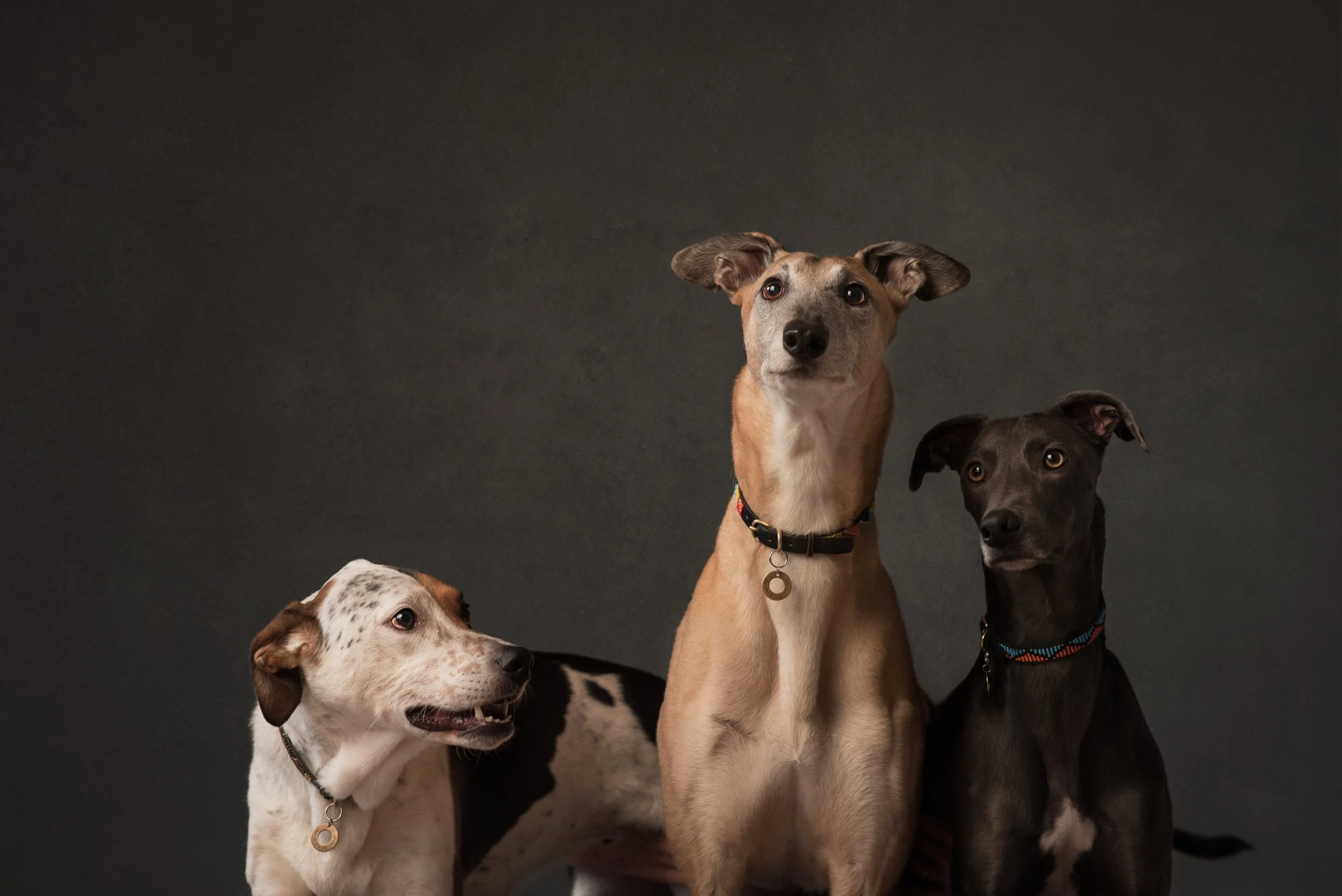 Ritratto tre levrieri greyhound in studio — Studio Legacy, Studio Hound Portraits Milano