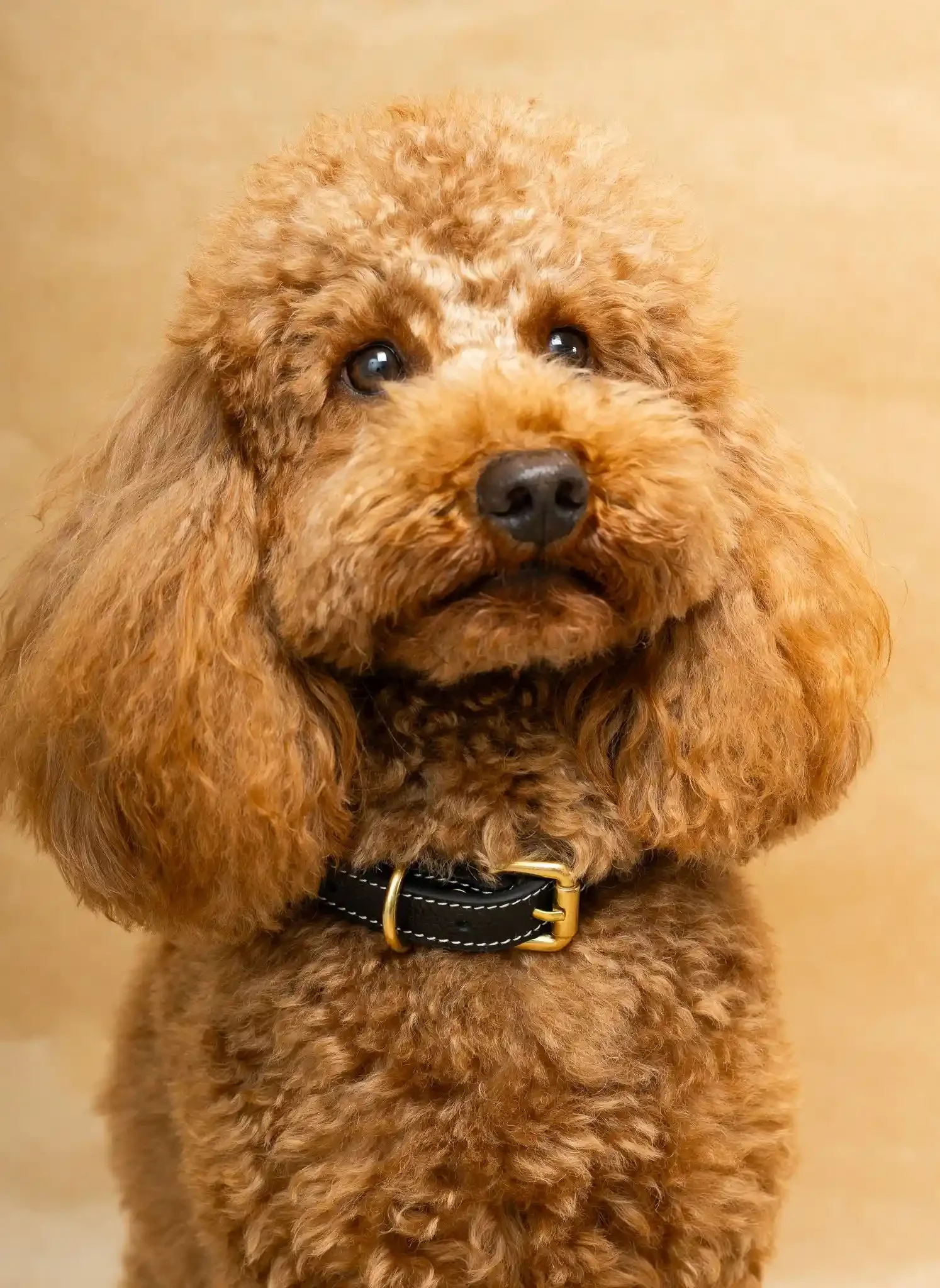 Untitled design.webp