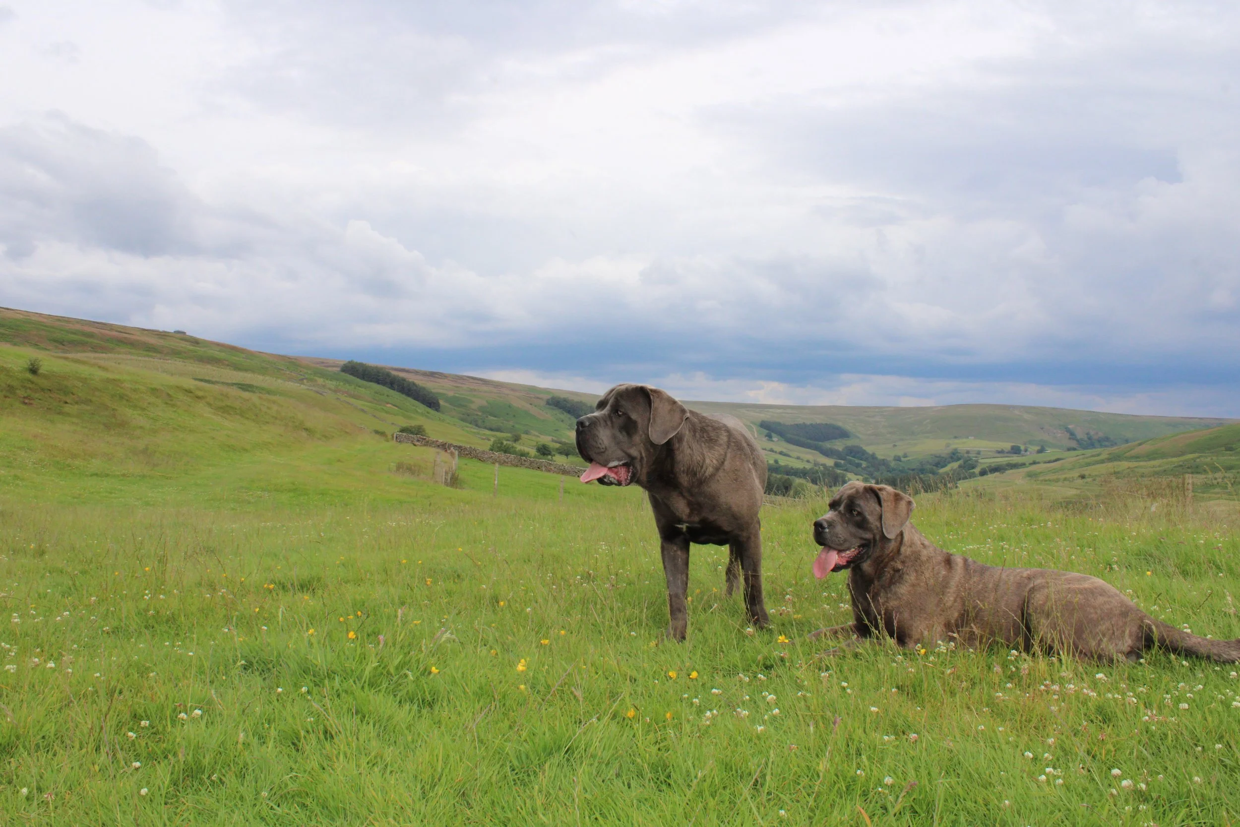 Scar House Cane Corso