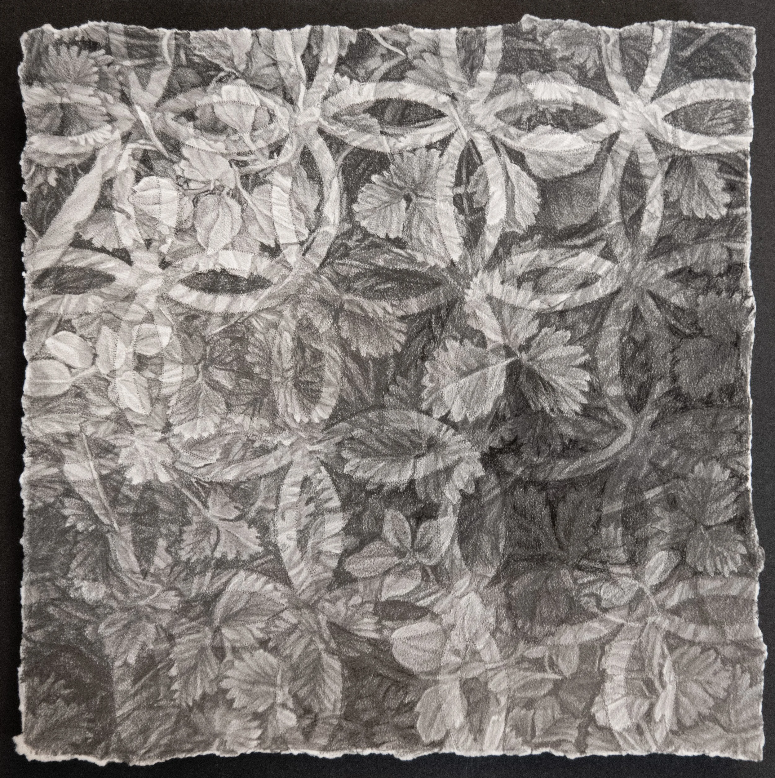 Embedded to the Root Under the Canopy.jpg