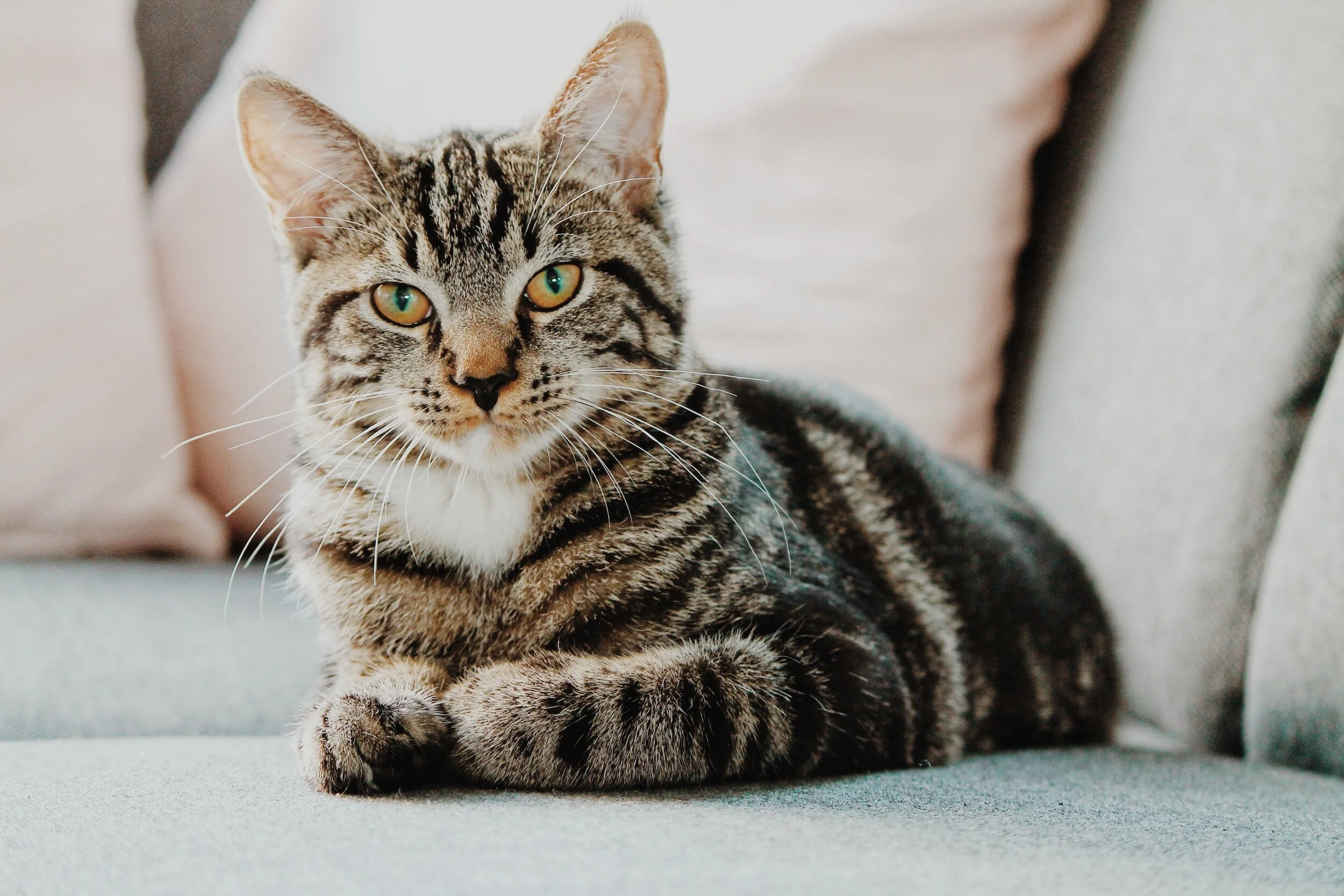 Shorthair cat lying on floor looking at camera
