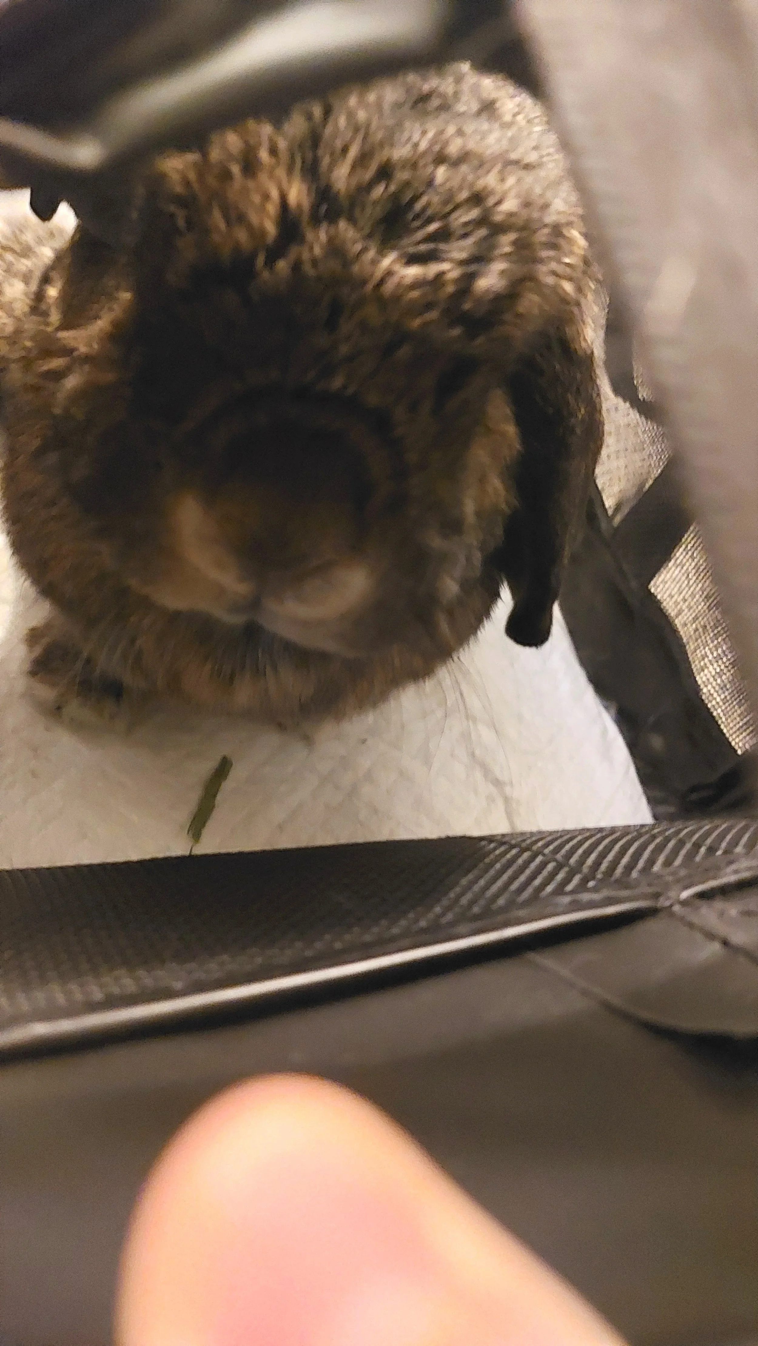 Rabit receiving Animal osteopathic manual therapy in Toronto