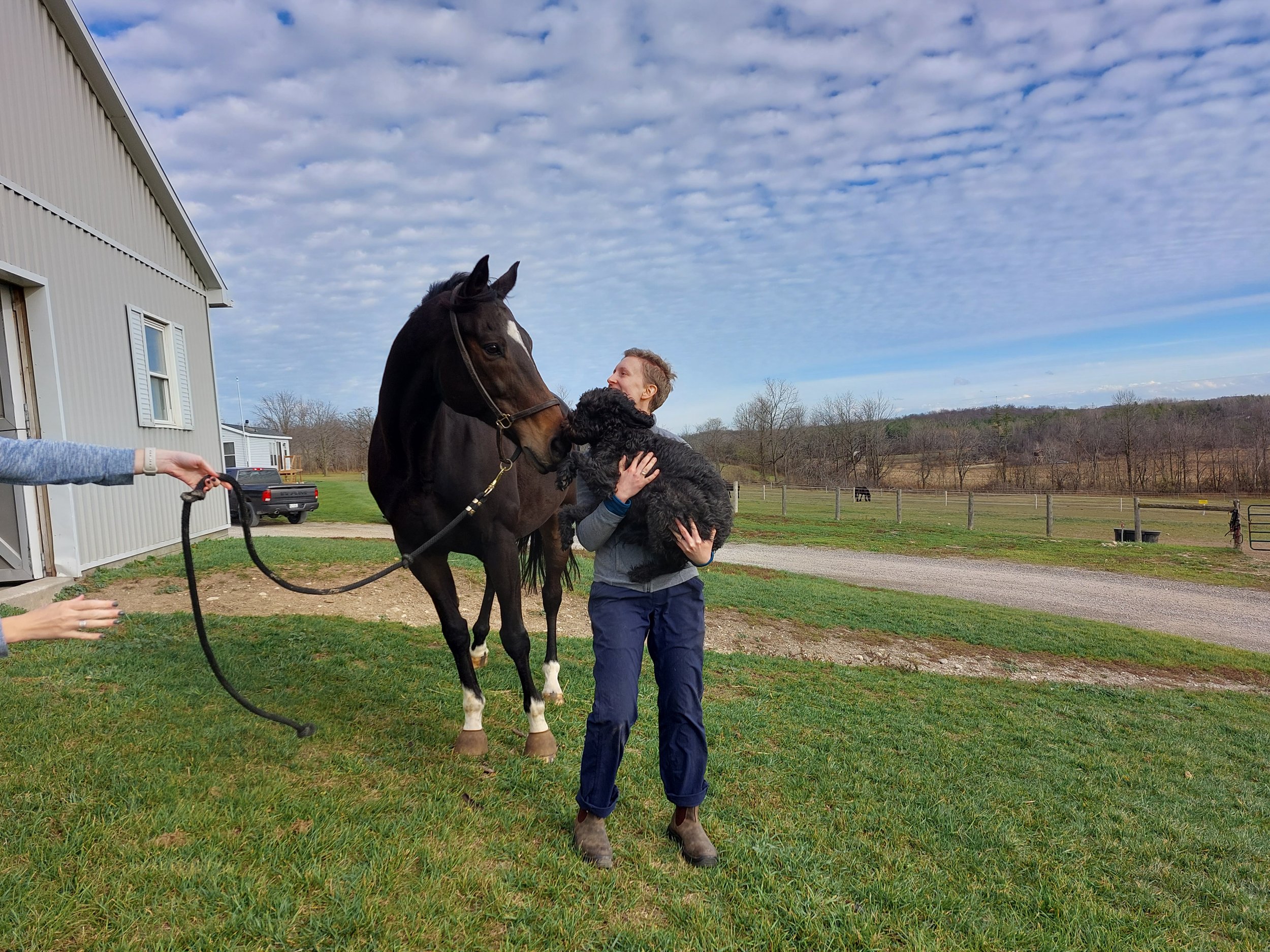 Horse and dog after having animal osteopathic manual therapy