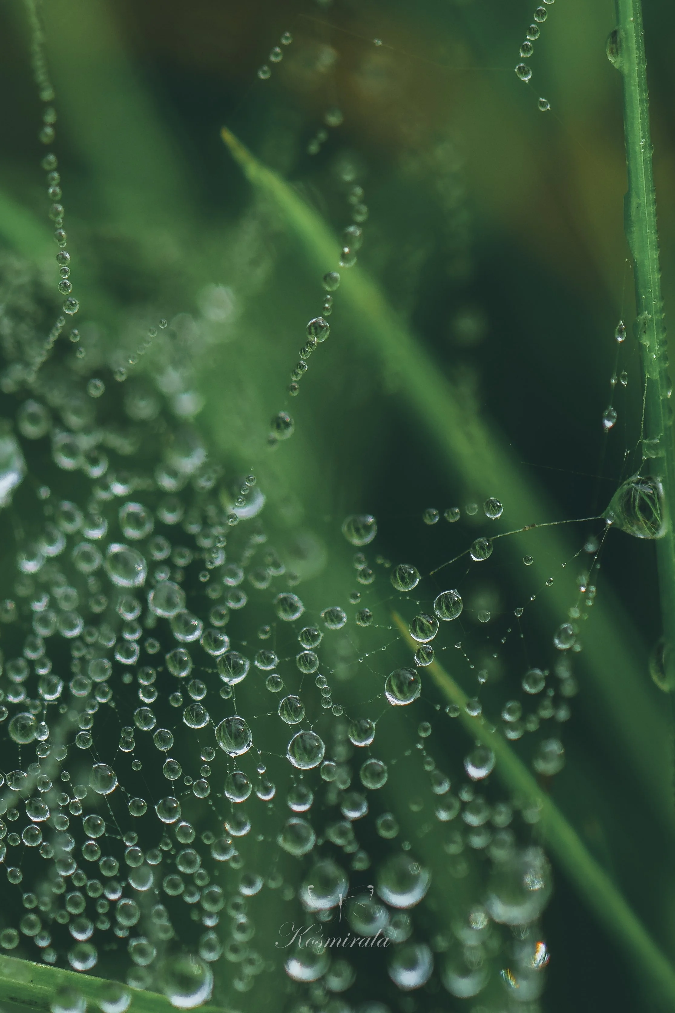 © Kosmirala, web with pearls.jpg
