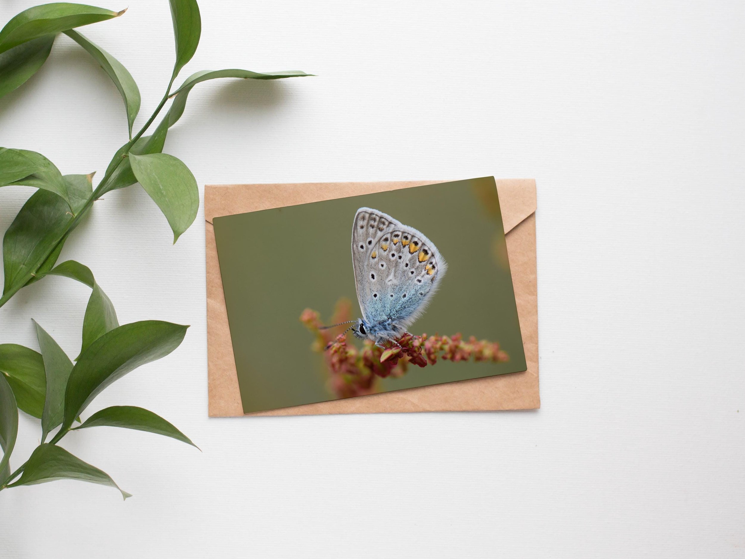 https://i.etsystatic.com/23479604/r/il/9c6ddb/6680179161/il_fullxfull.6680179161_22ro.jpg