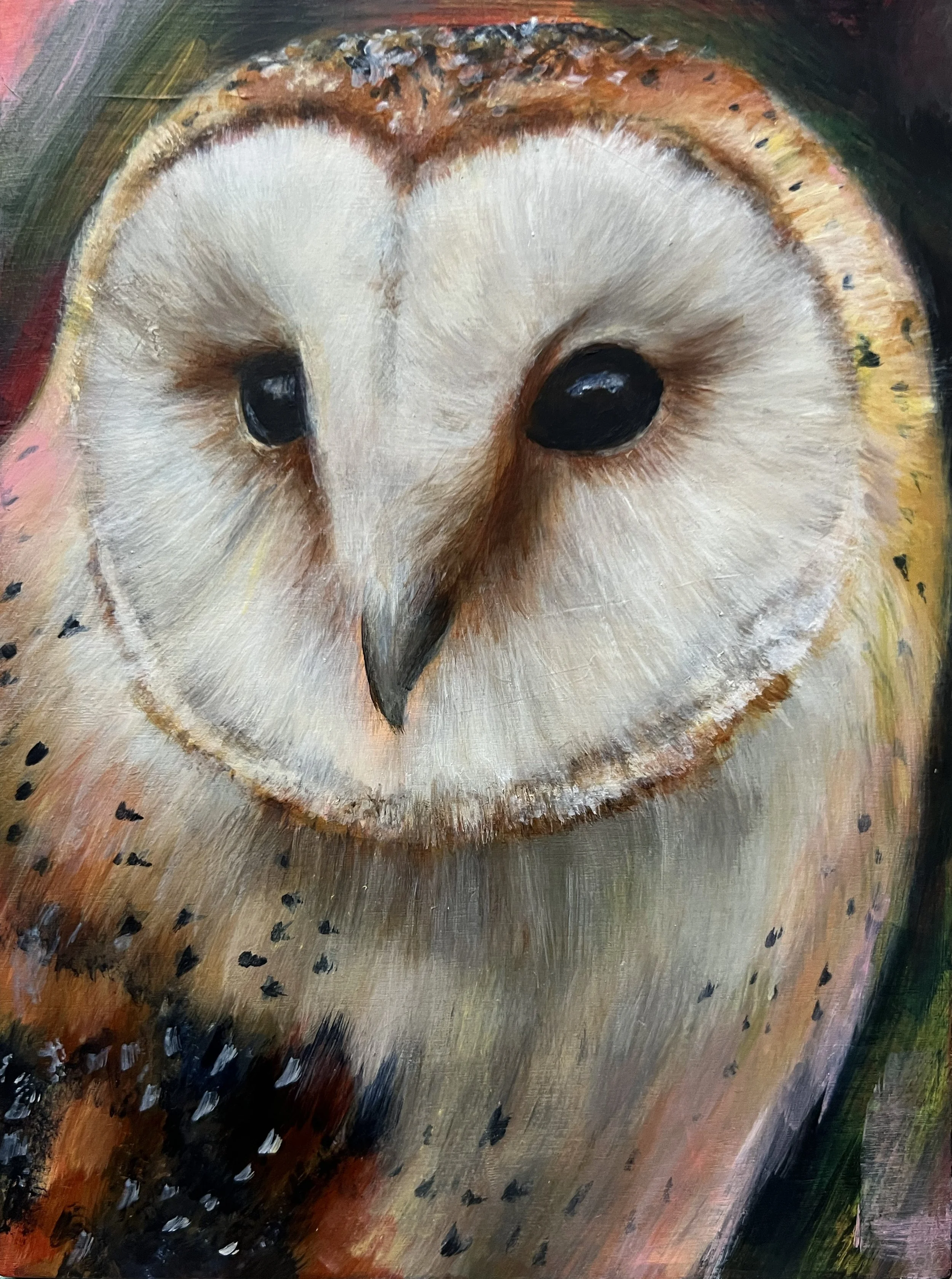 Barn Owl