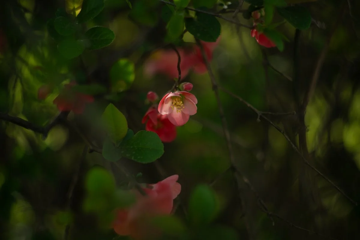 Flowering Quince captured on Carl Zeiss Jena Biotar 57mm, f2
