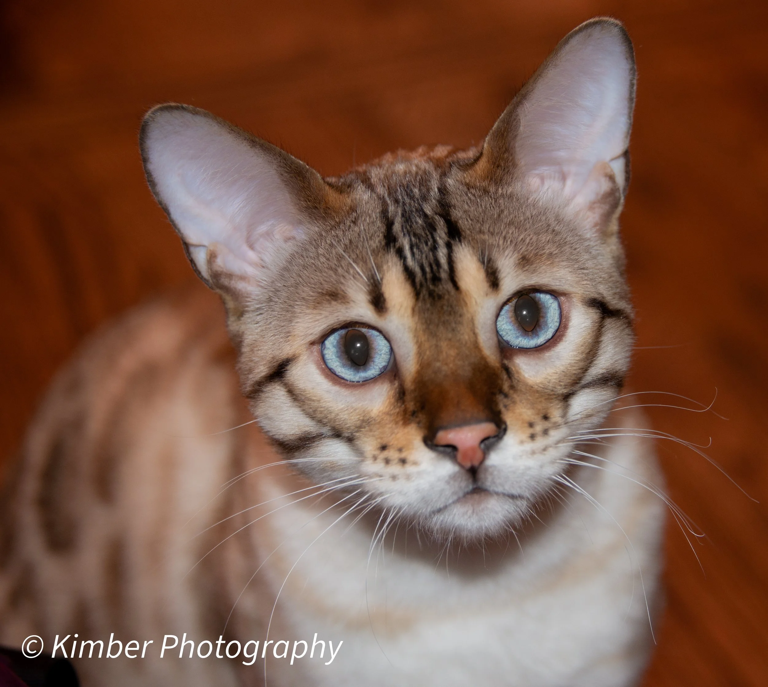 Snow Cat Shoot-01.jpg