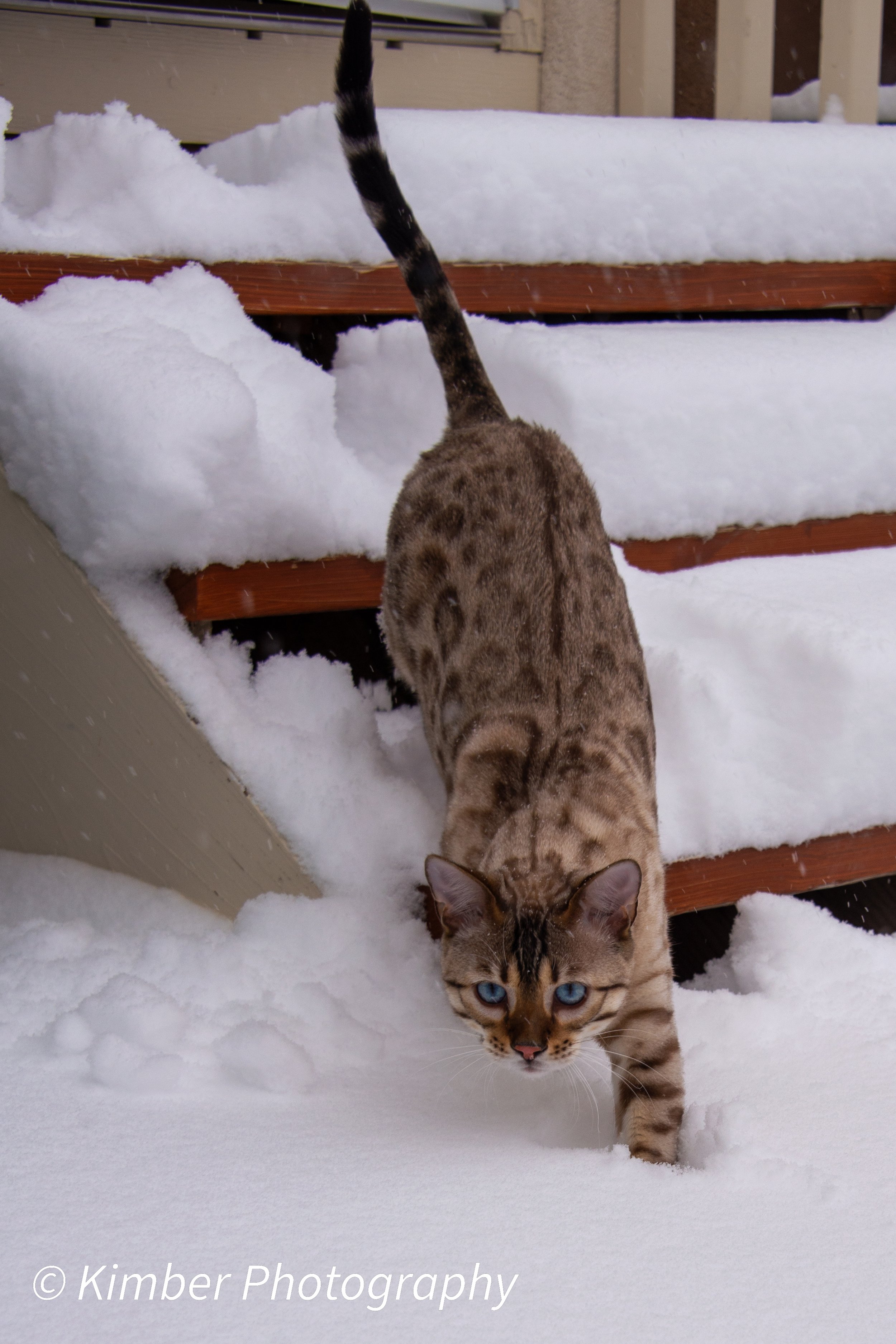 Snow Cat Shoot-18.jpg