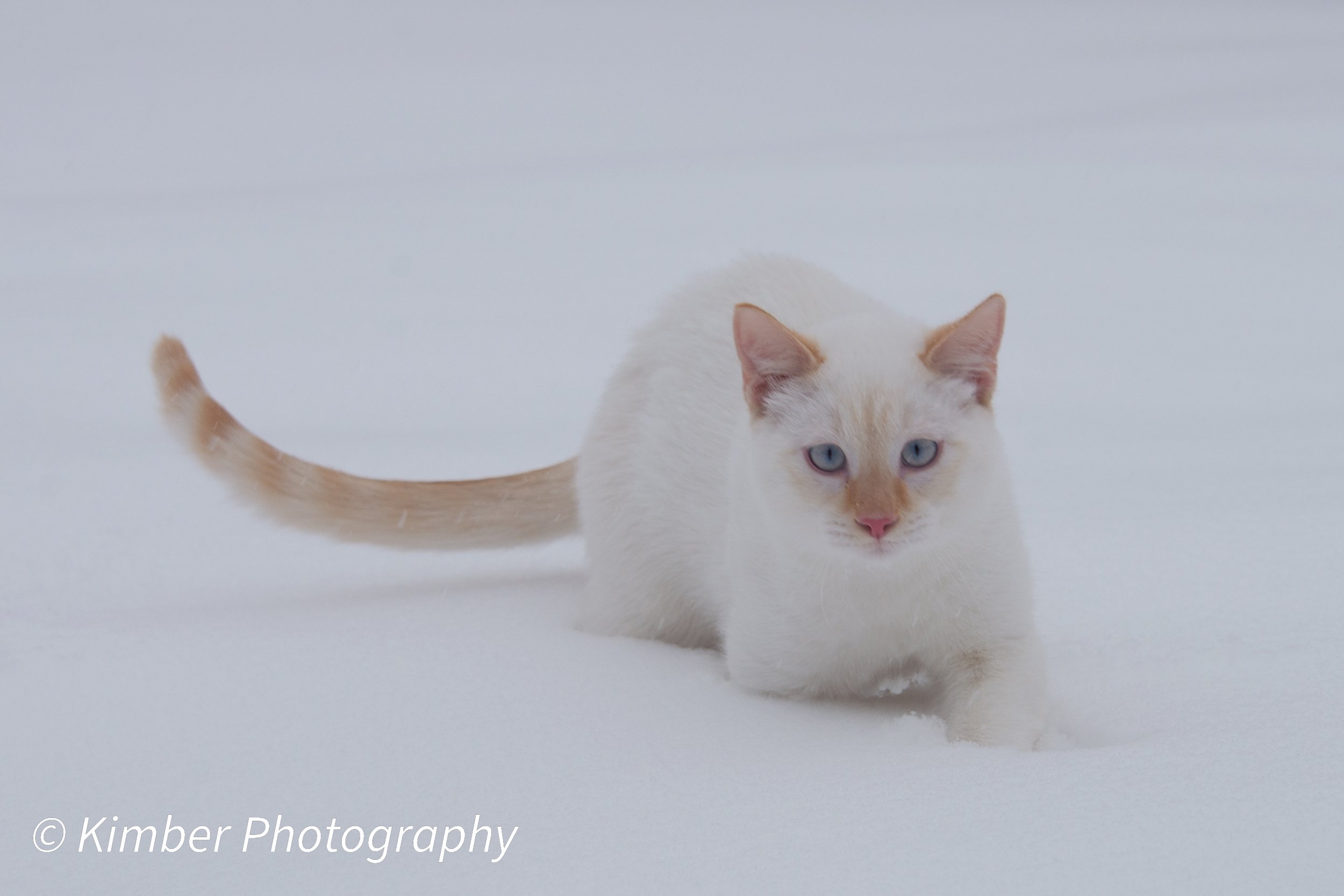 Snow Cat Shoot-10.jpg