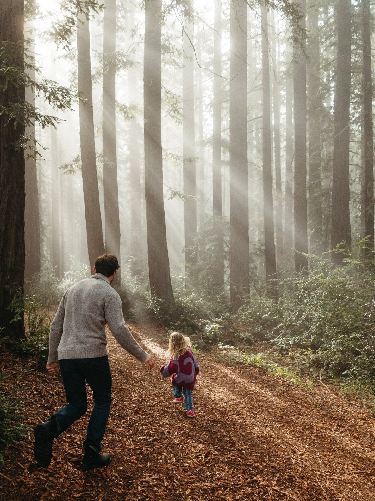 The most magical light for this documentary family session in the redwoods