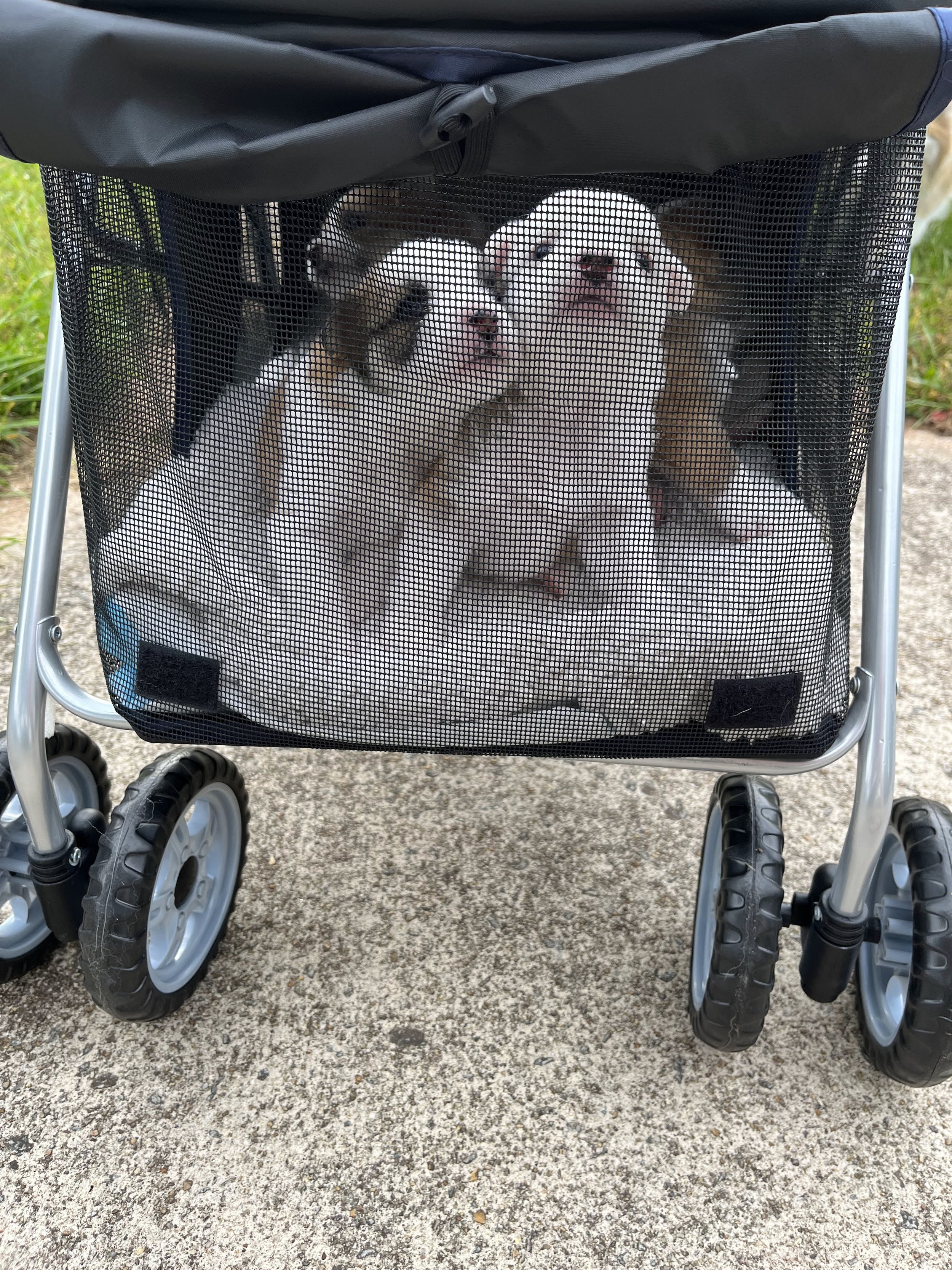 beta_and_grigri_in_stroller.jpeg