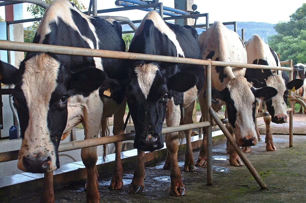 BEYOND THE FARM GATE: WHY HEAT STRESS IN DAIRY COWS IS A PUBLIC HEALTH CRISIS