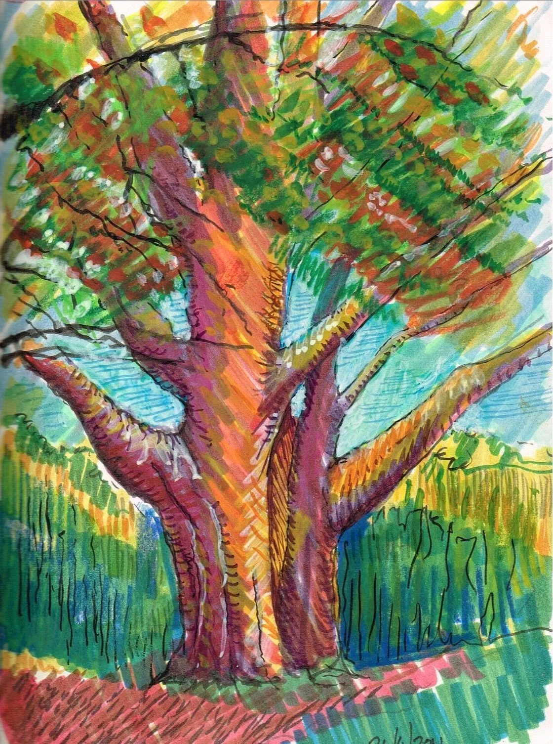Trees, Nelson
(145x200)
Fibre Tipped Pen, Brush Pen and
Water Colour