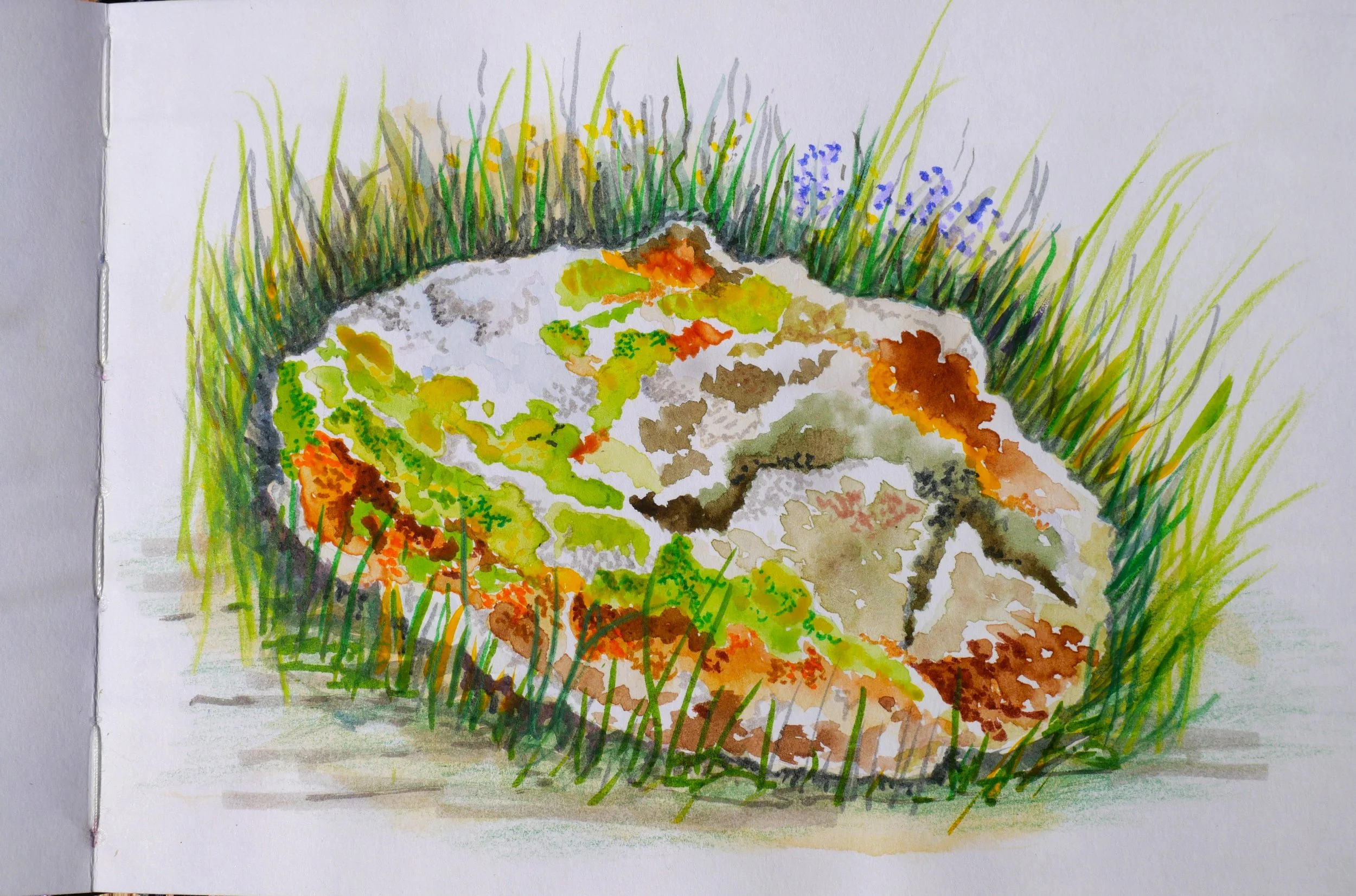 Lichen covered rock. Isle of Skye (210x145)
Water Colour and Brush Pen.