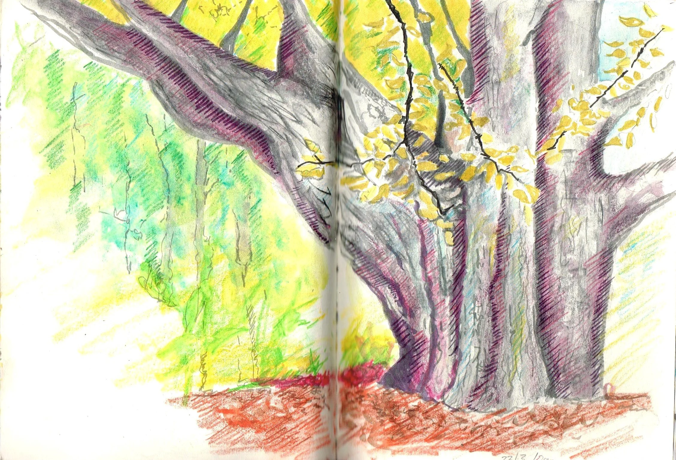 Trees, Nelson
(297x200)
Fibre Tipped Pen, Brush Pen and
Water Colour