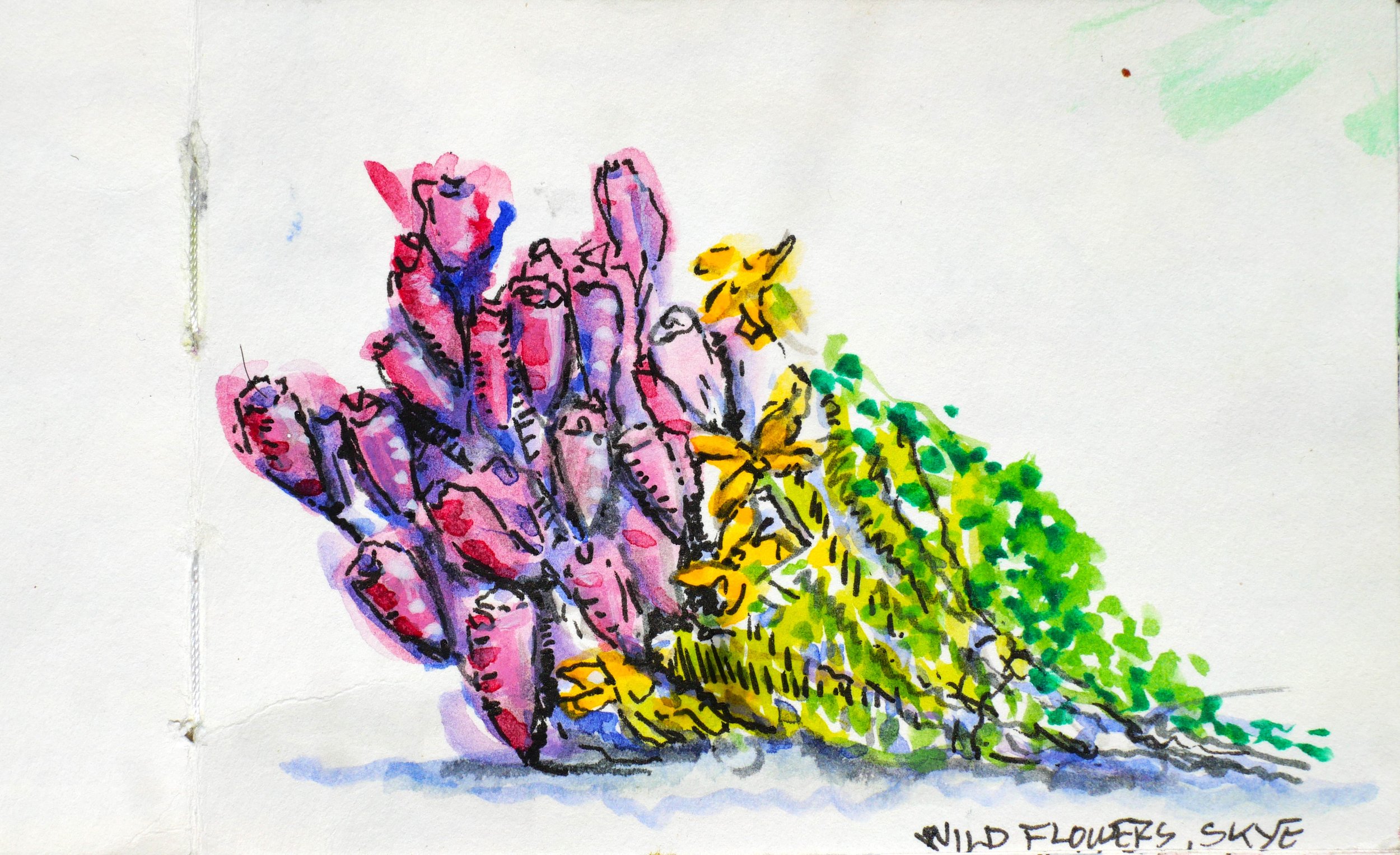 Wild Flowers. Isles of Skye, Scotland. (115x85)
Fibre Tipped Pen and Water Colour.