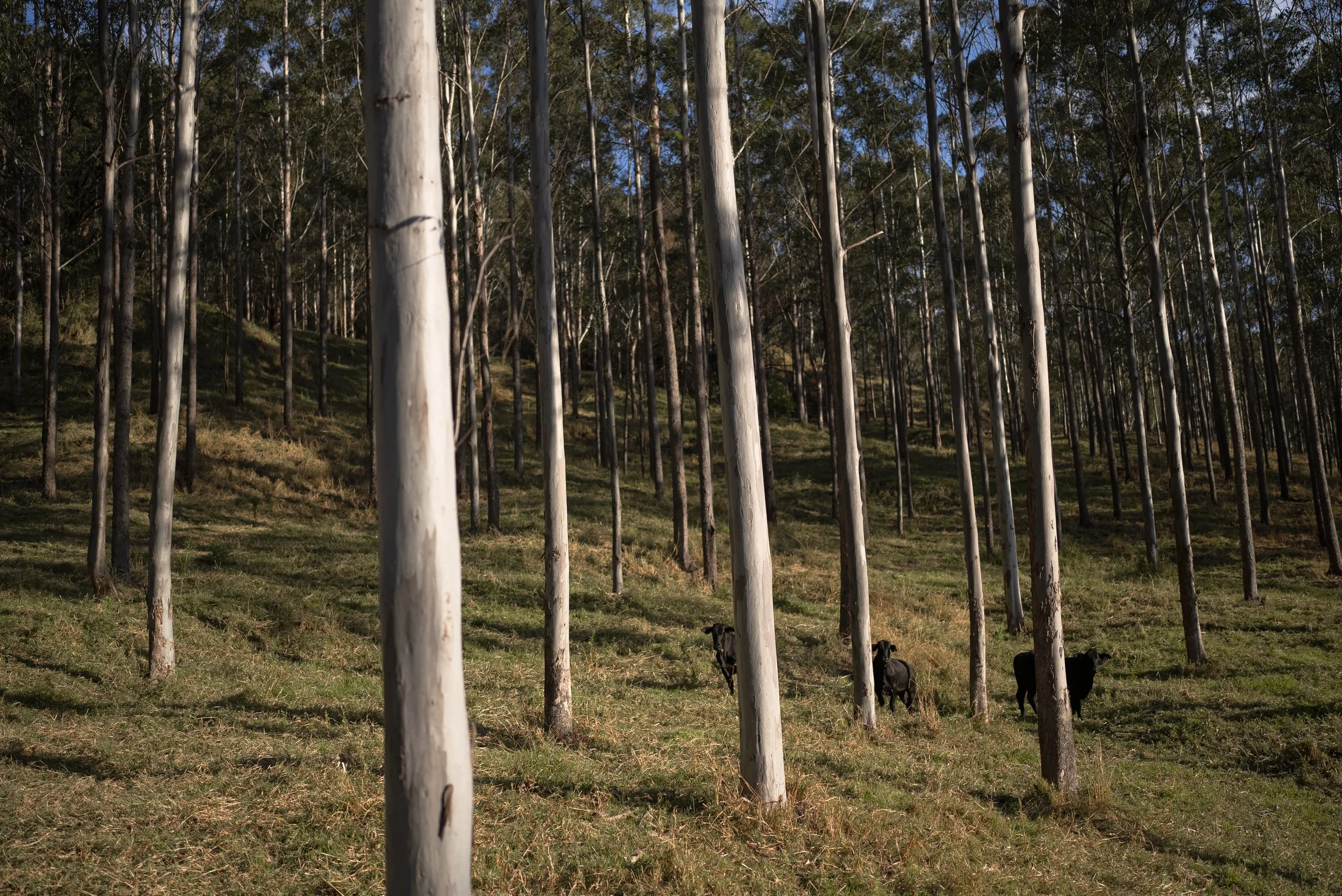 Hurfords_Forest_Warrazambil_25_08_202350.jpg