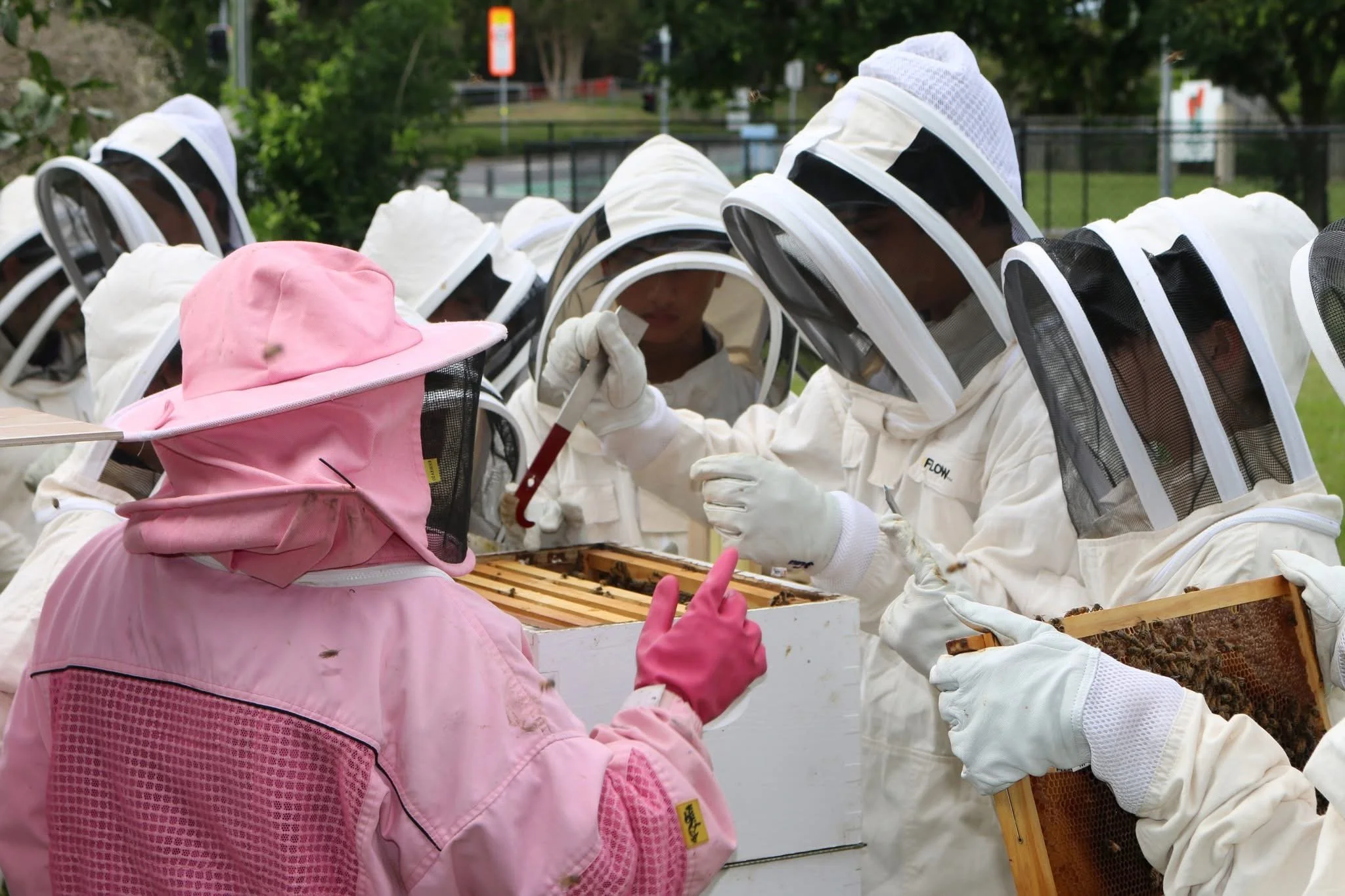 Bees in School