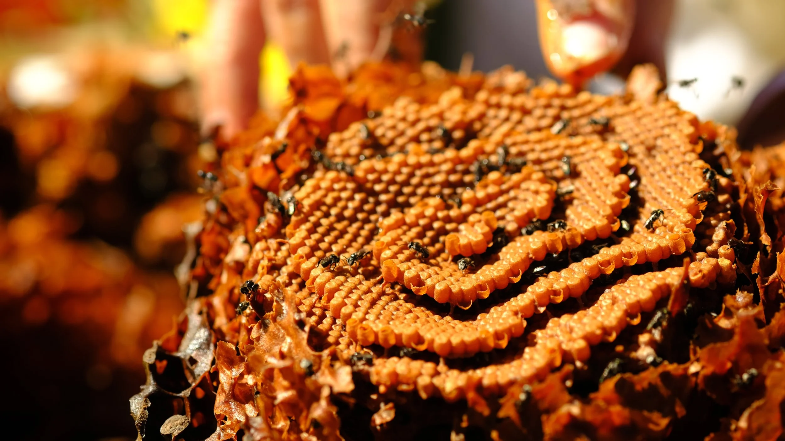 Urban Bee Education