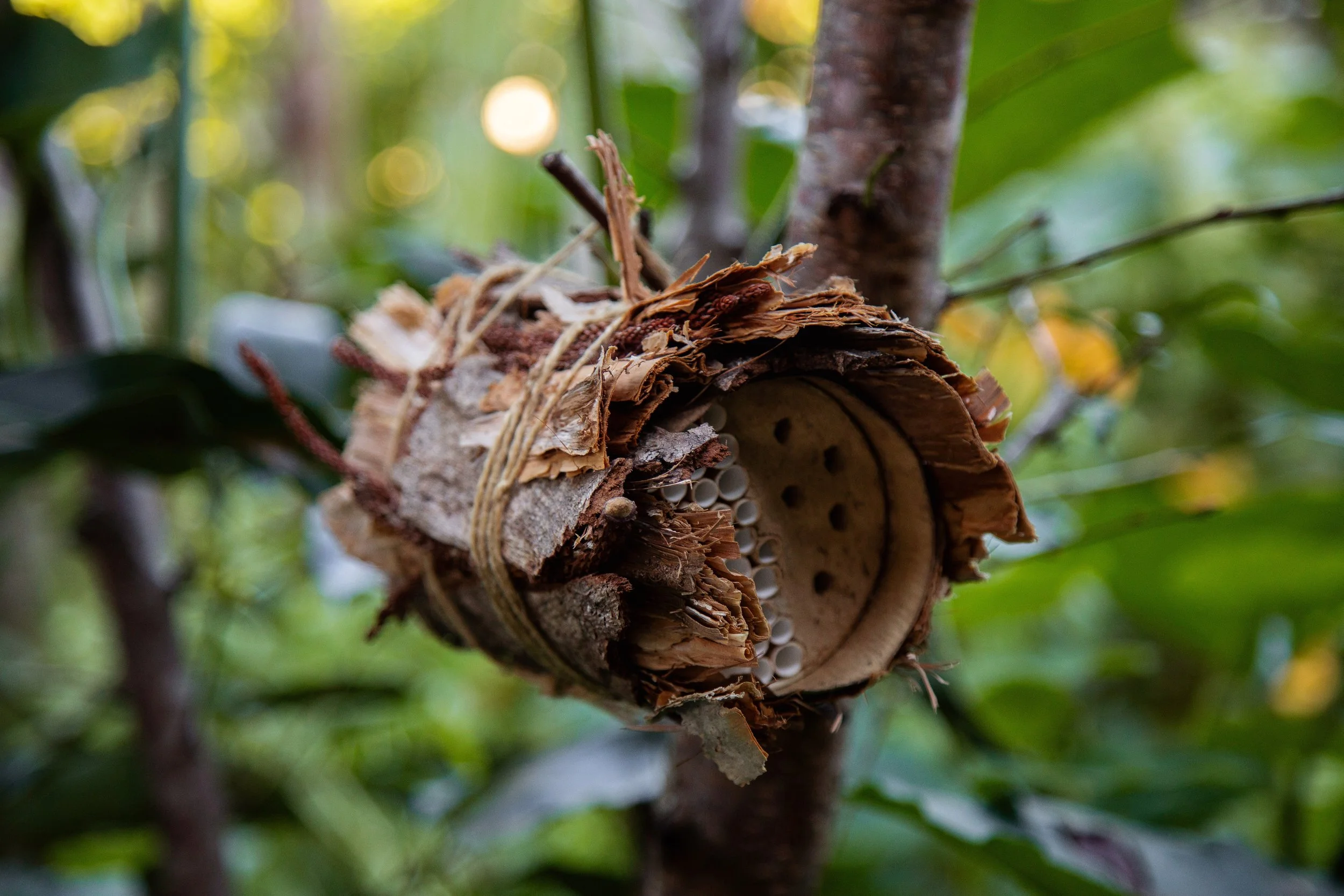 Urban Bee Education