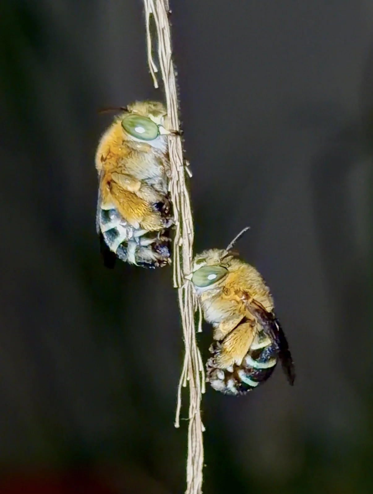 IMG_2677.jpg