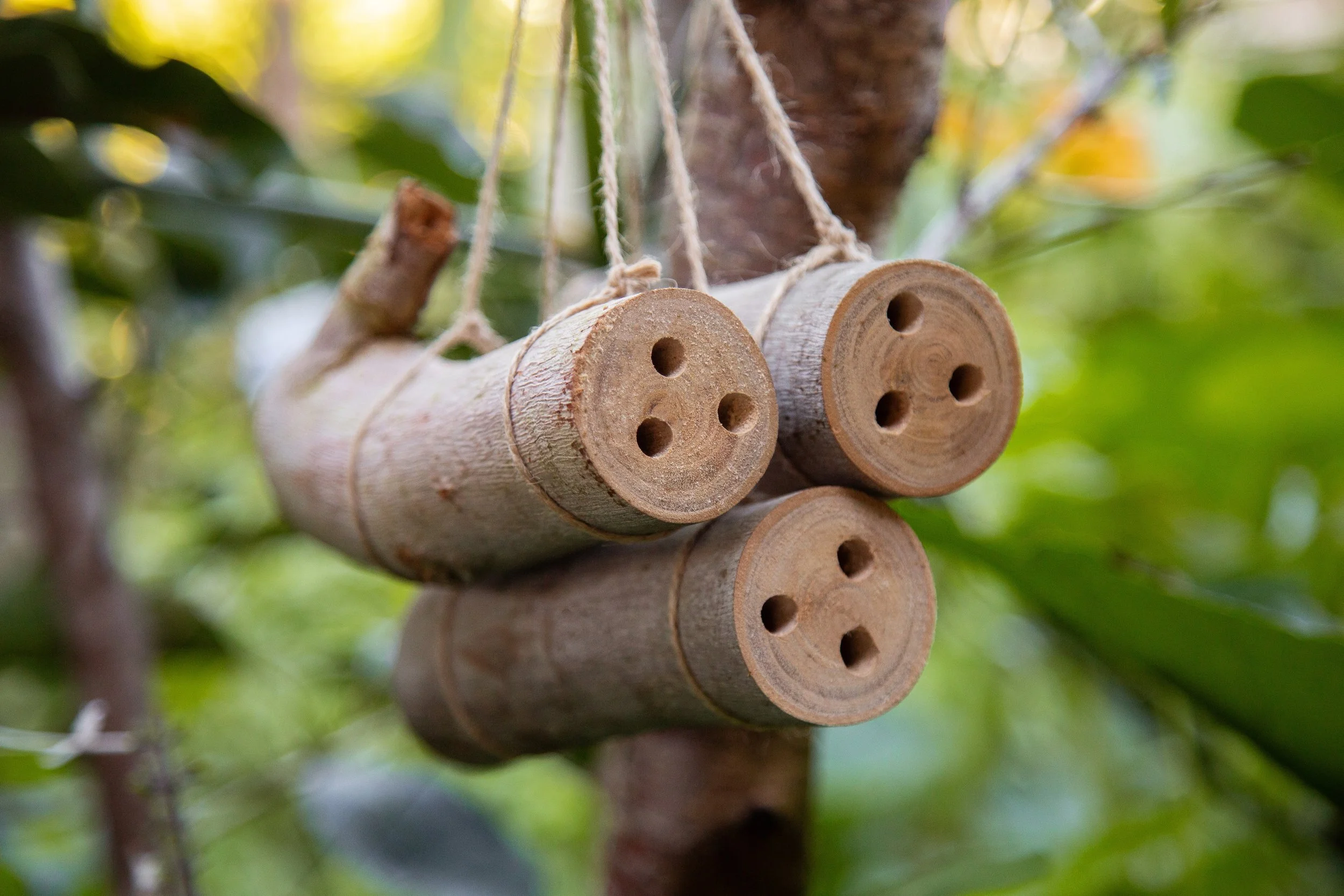 Urban Bee Education
