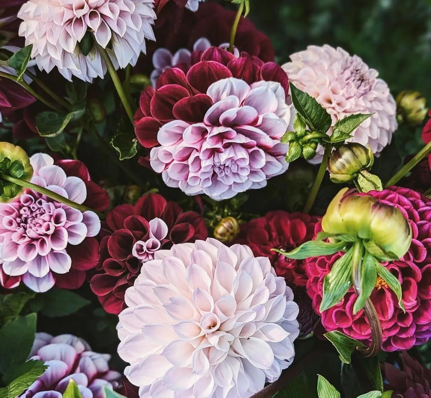 These beauties will be on  their way soon from @country_dahlias, CMC Surprise 🤩