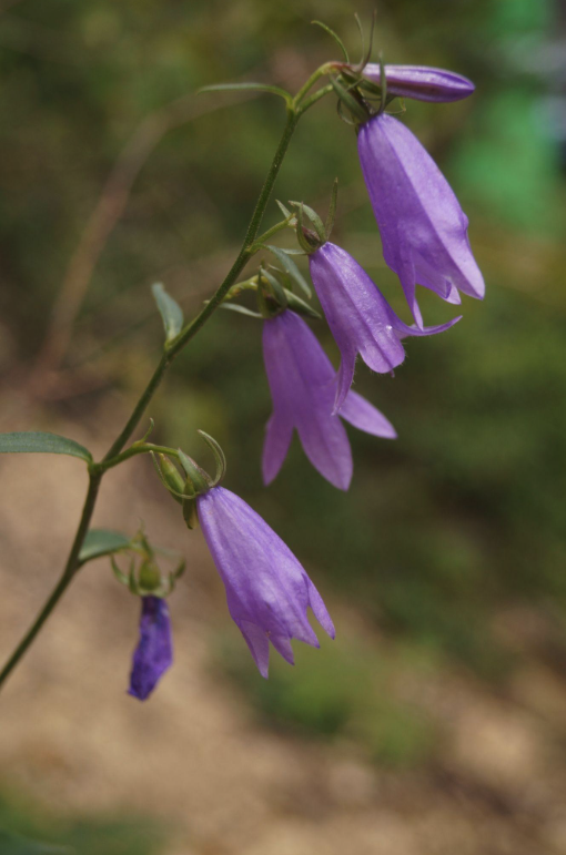 Campanula Rotundifolia