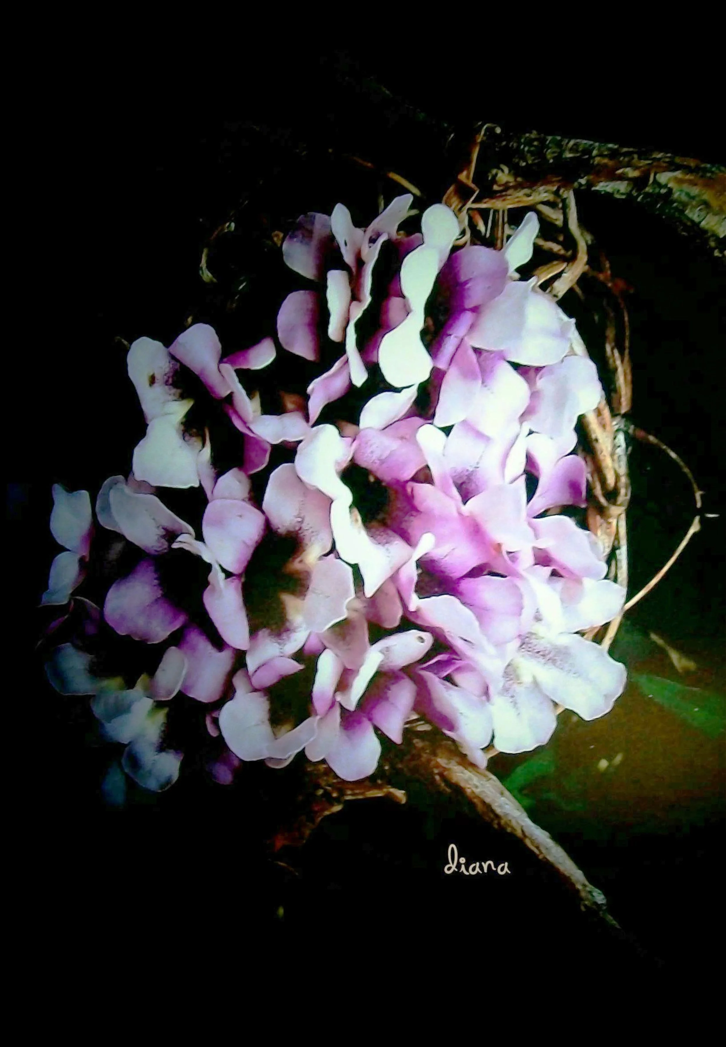 emerging from darkness.jpg