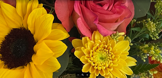 sunflower.png