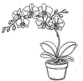 orchid.jpg