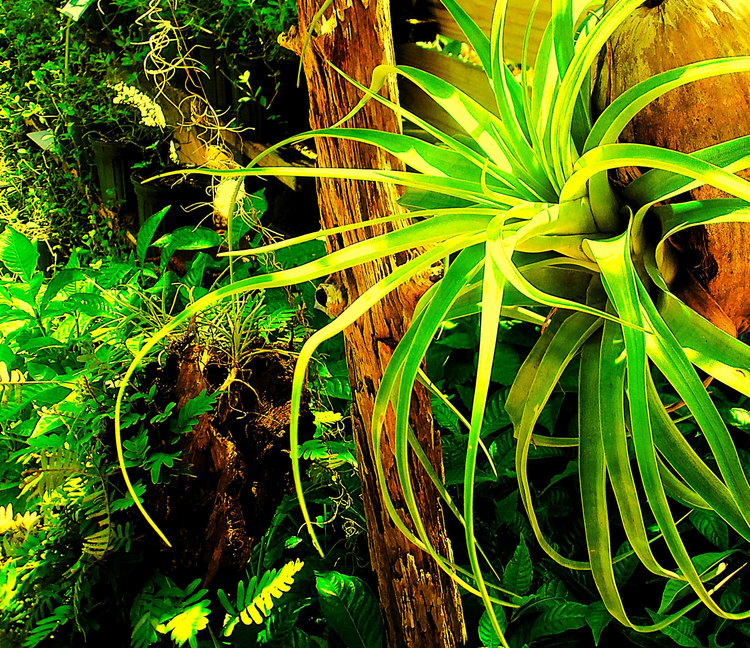 digg gardens 002.JPG
