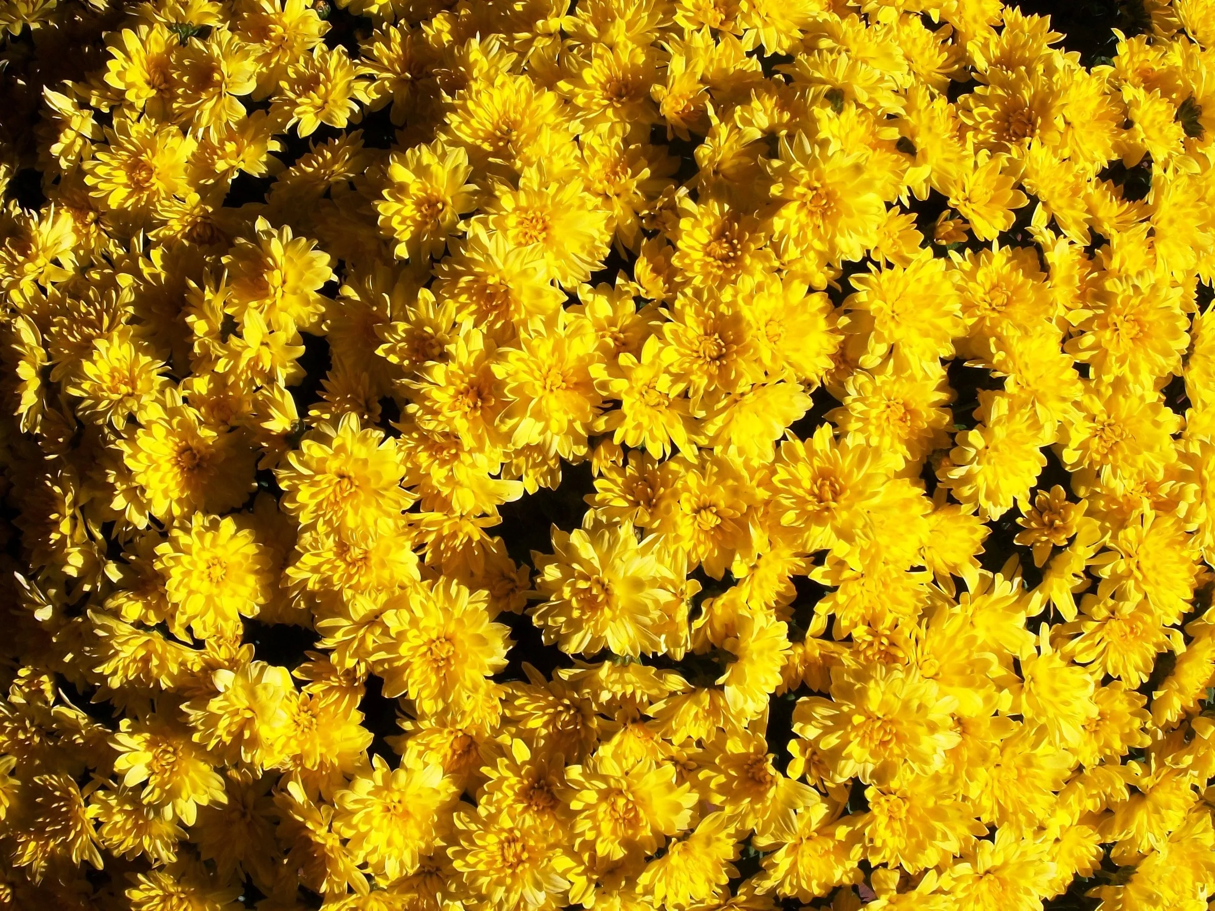 100_2273.JPG