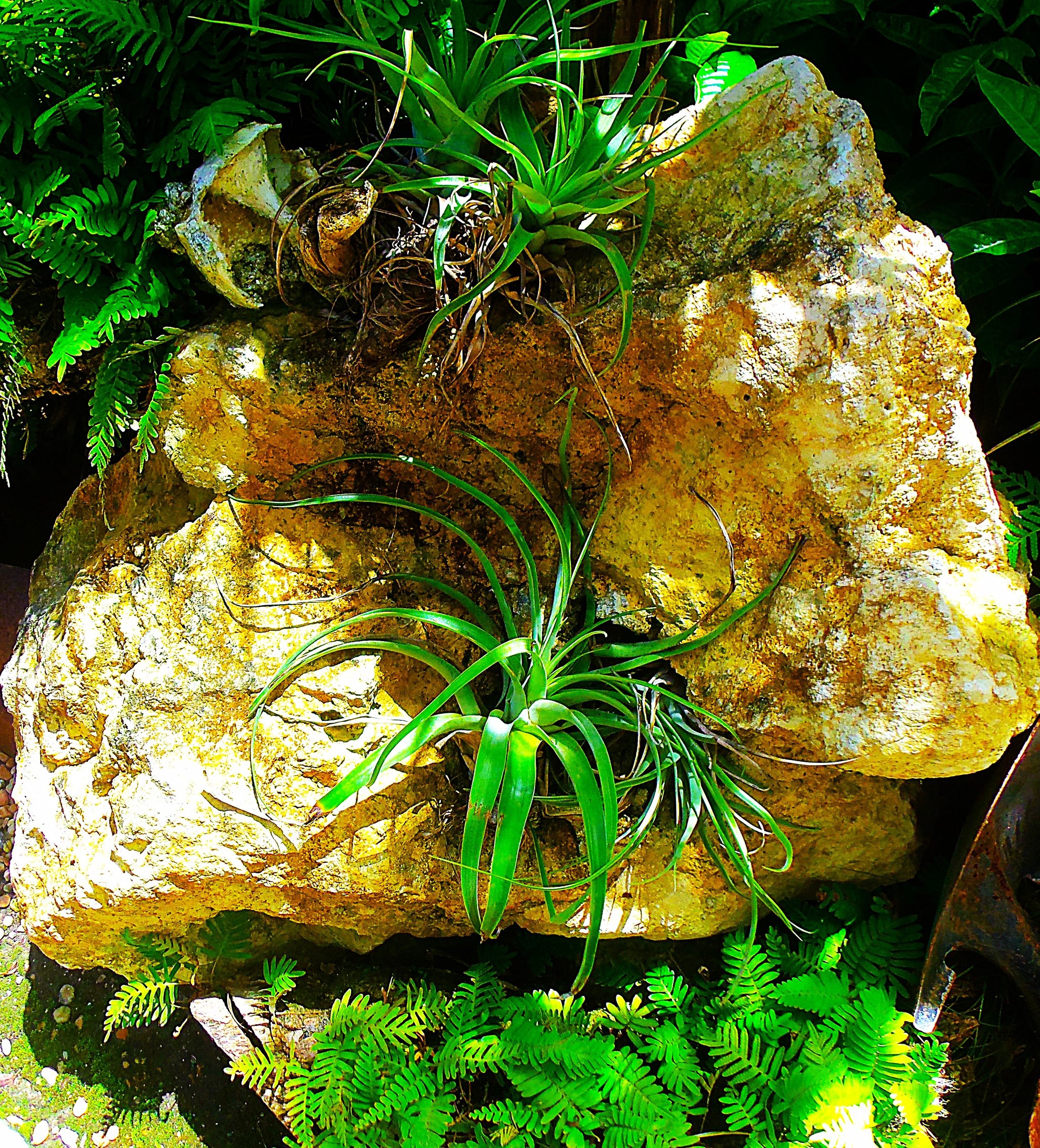 digg gardens 001.JPG