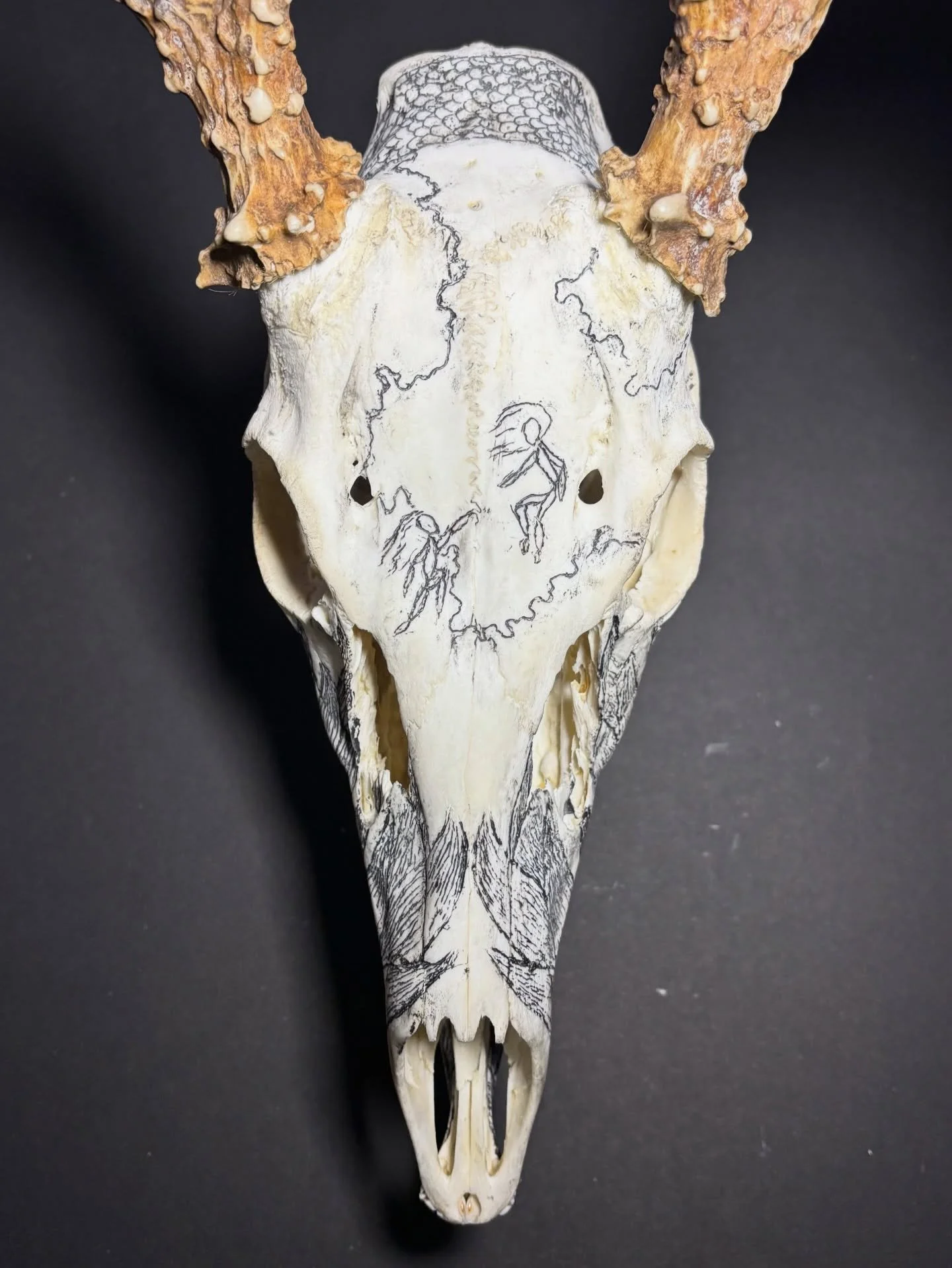 &ldquo;Bound&rdquo; 
Engraved and painted White tail deer skull

I&rsquo;ve been working on this piece for quite awhile since my last piece so it seems like i went on a little hiatus but anyways, this piece was something i&rsquo;ve been working prett