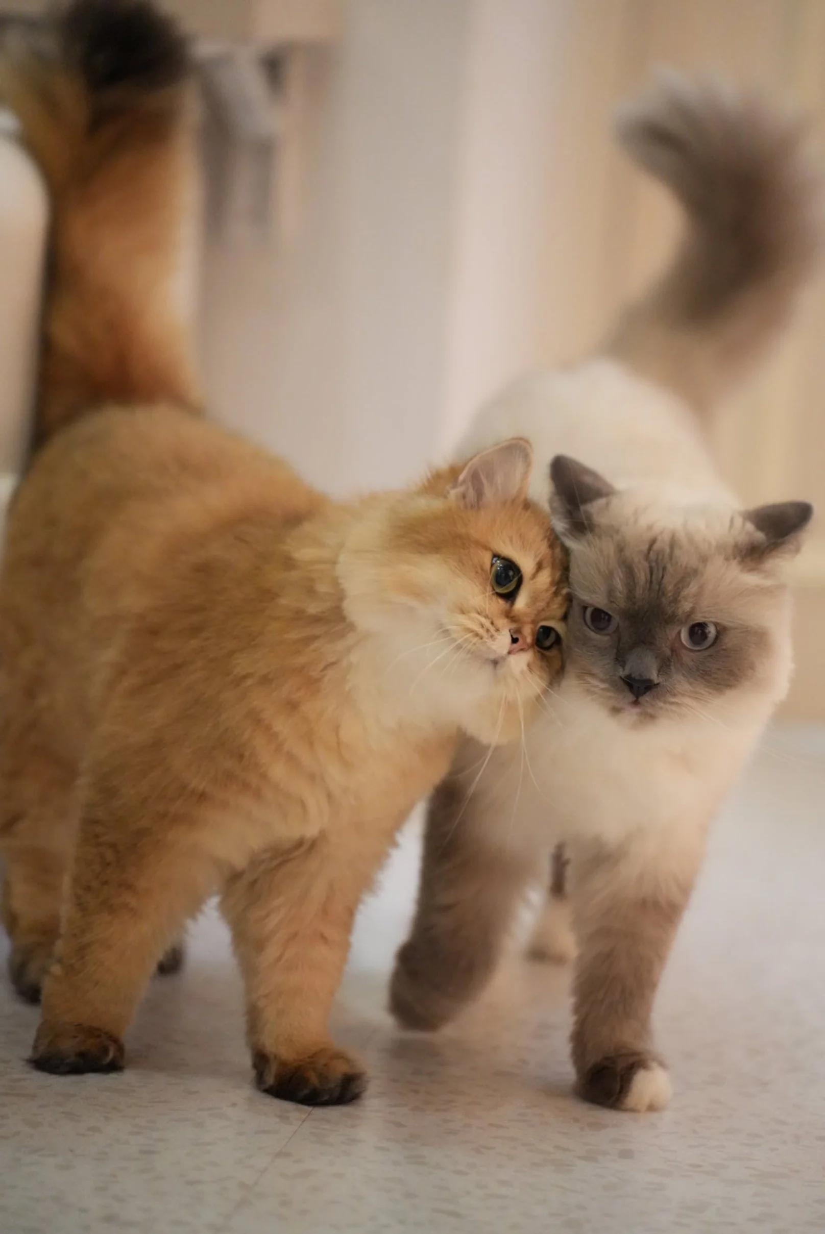 How to Prepare Your Cat for Boarding — A Complete Checklist